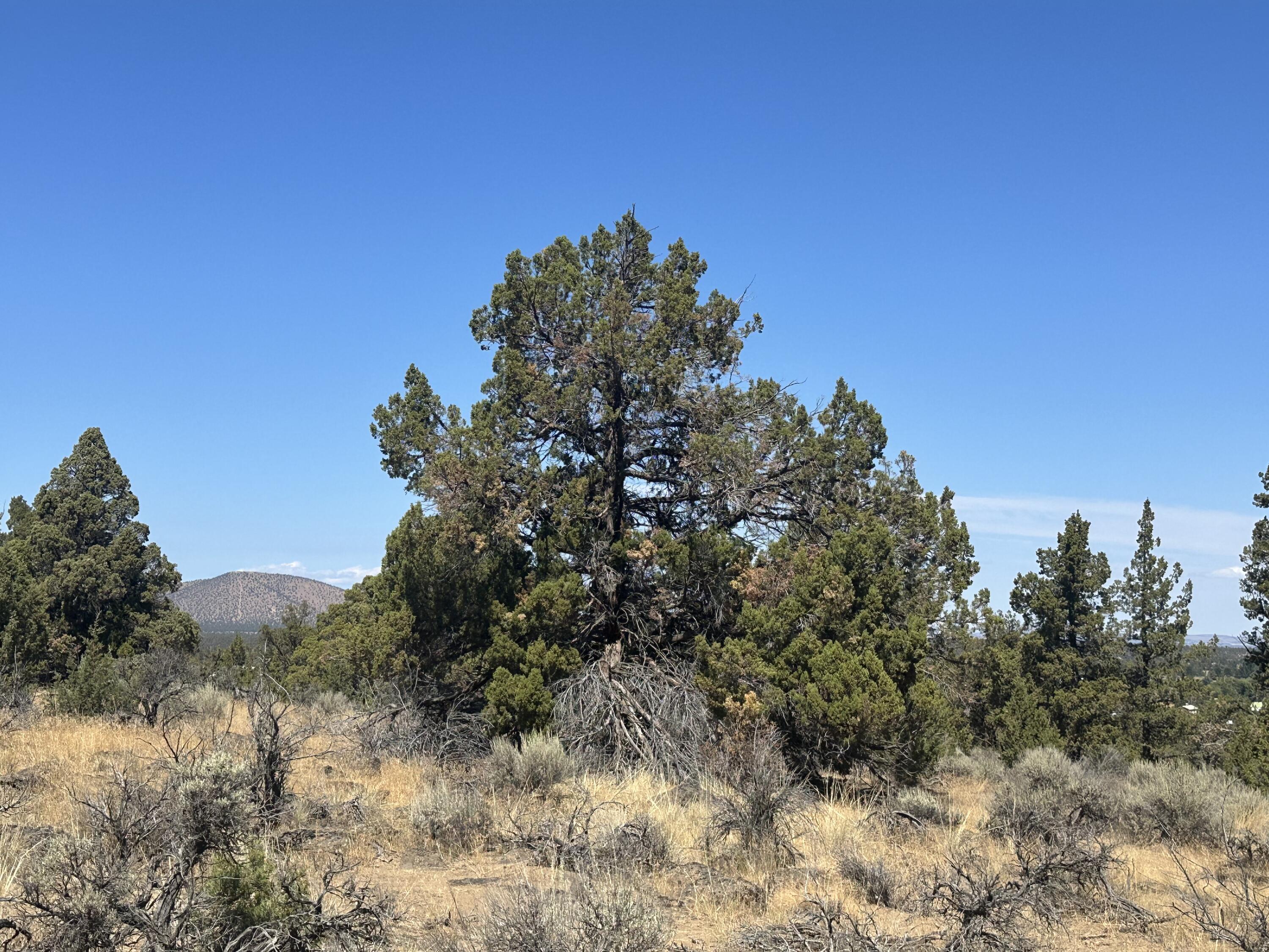 Whispering Pines - Land