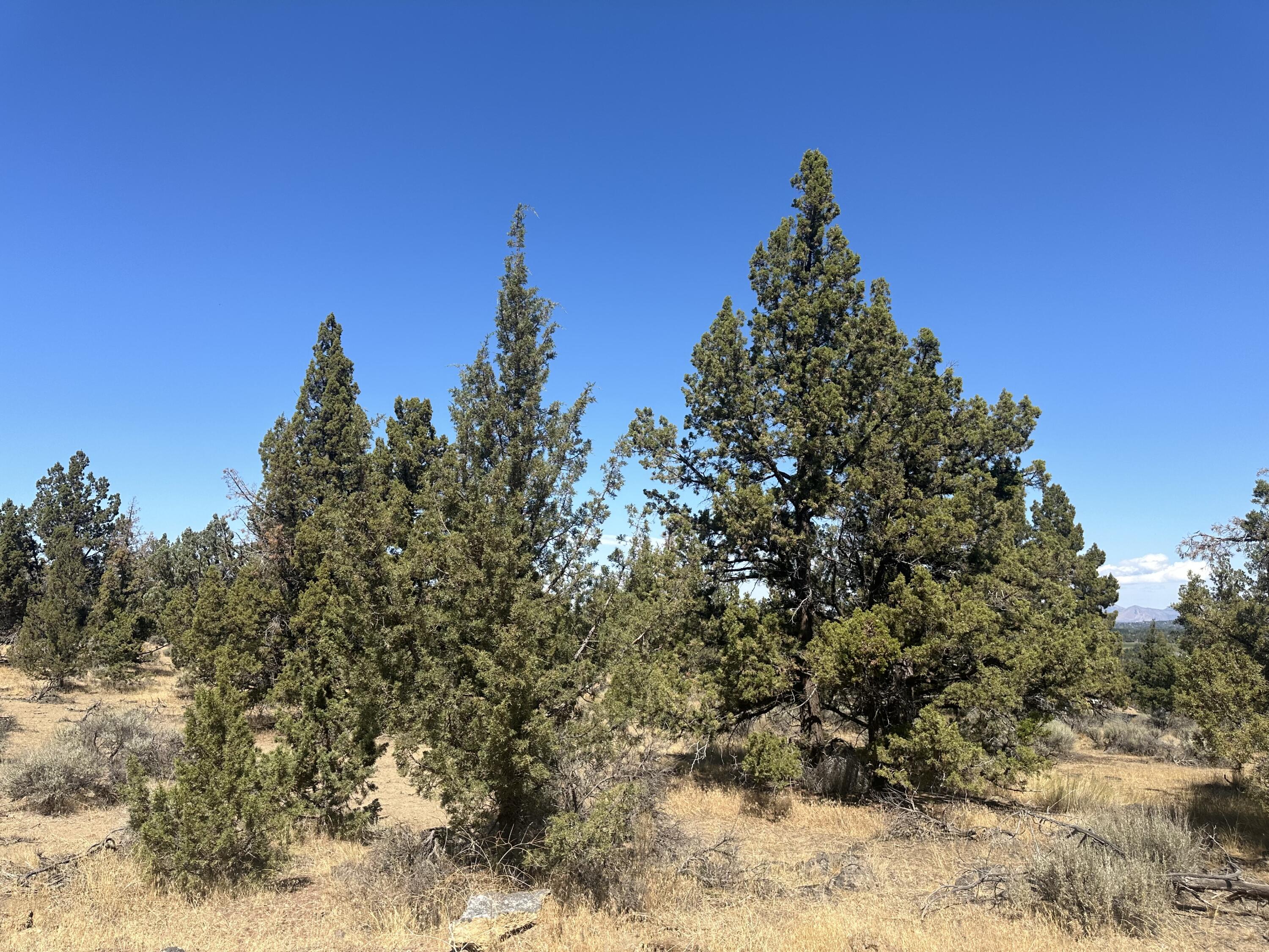 Whispering Pines - Land