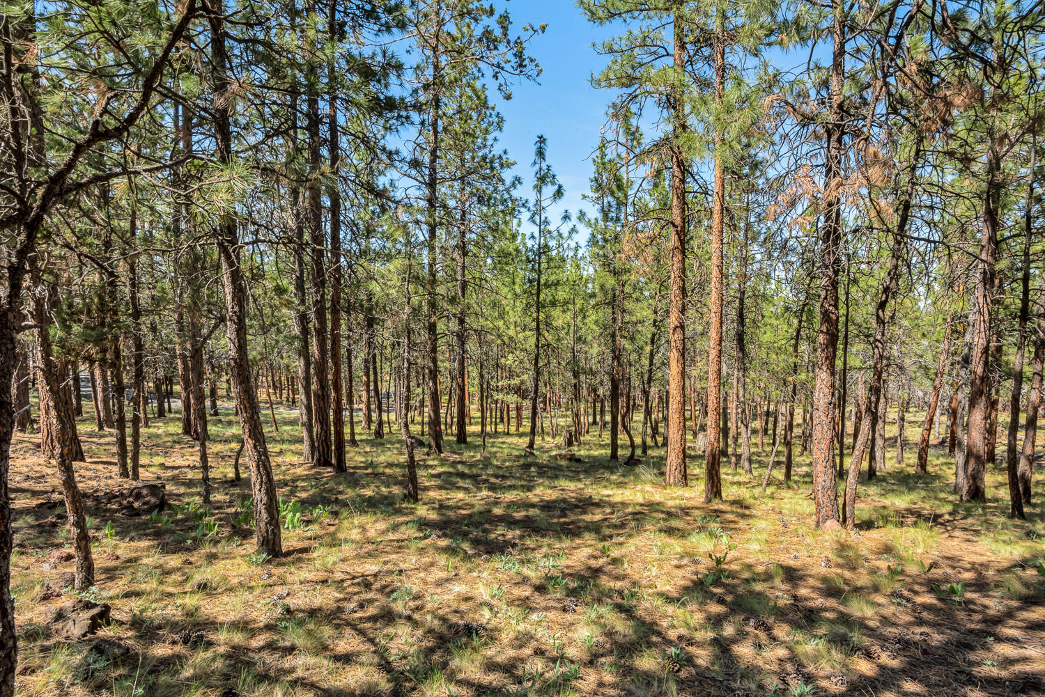 Saddleback - Residential