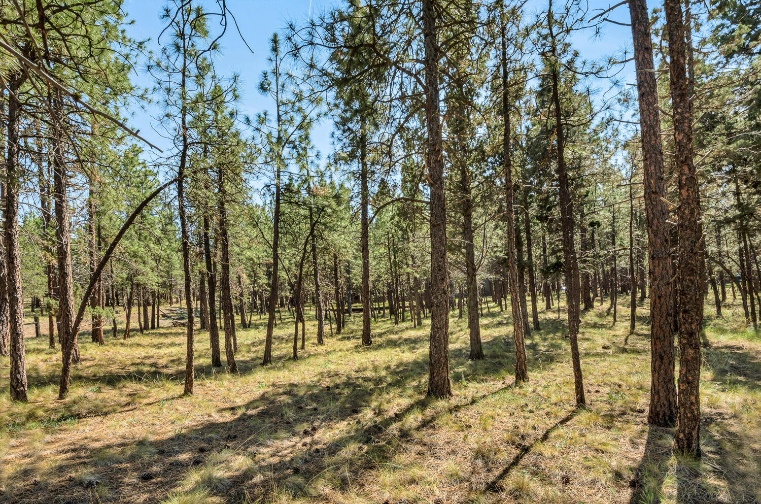 Saddleback - Residential