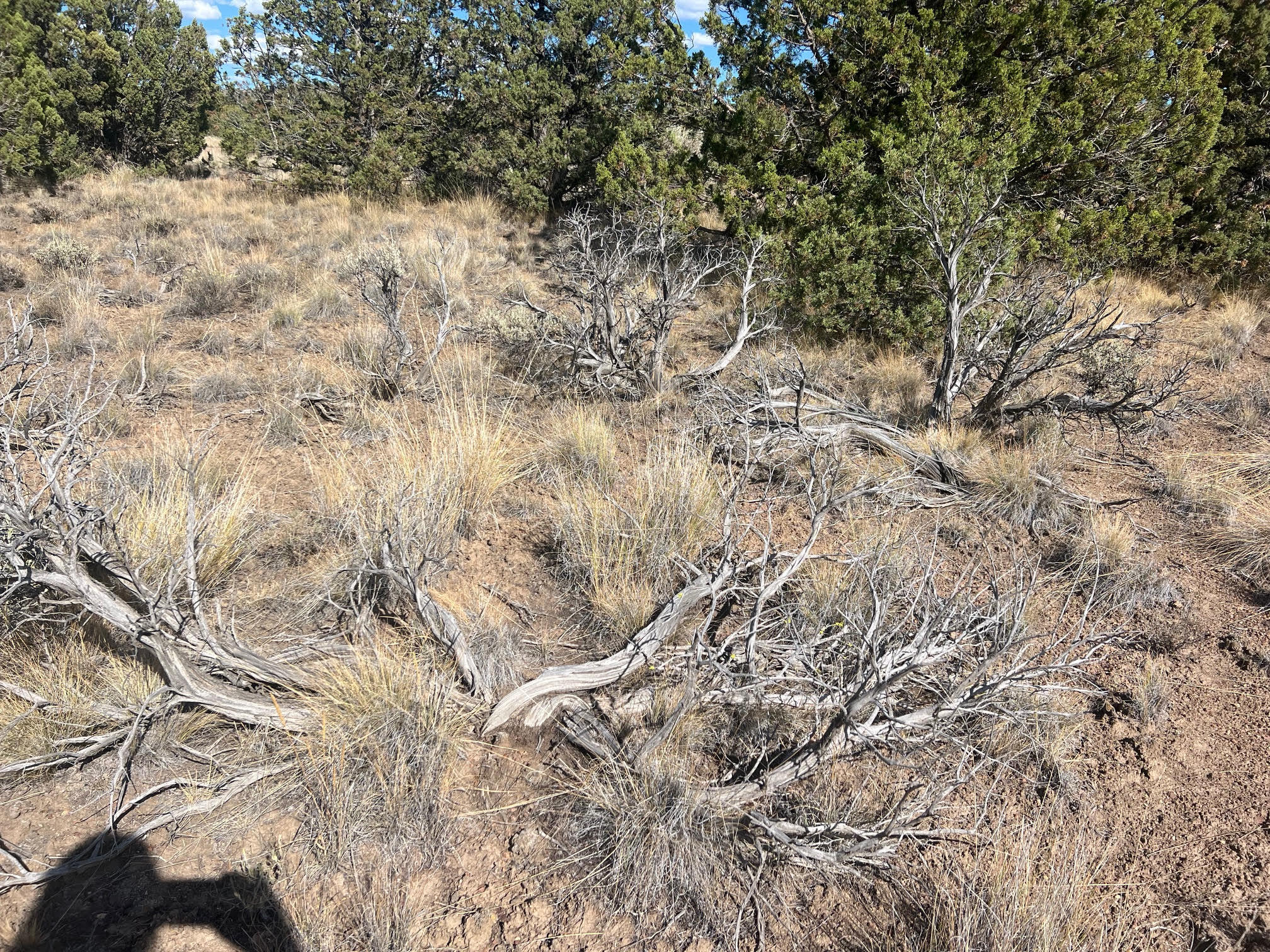 Juniper Acres - Land