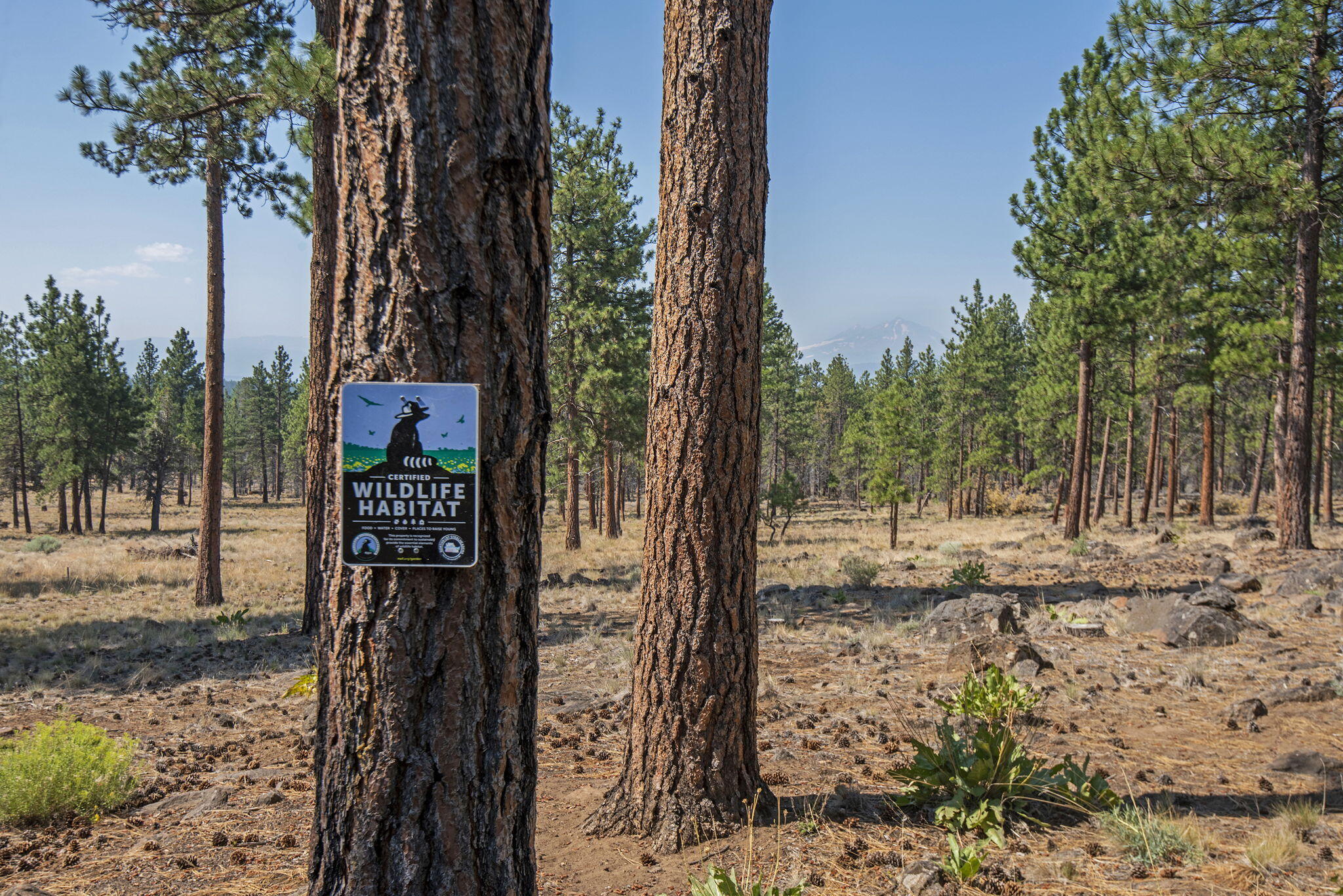 Junipine Acres - Residential