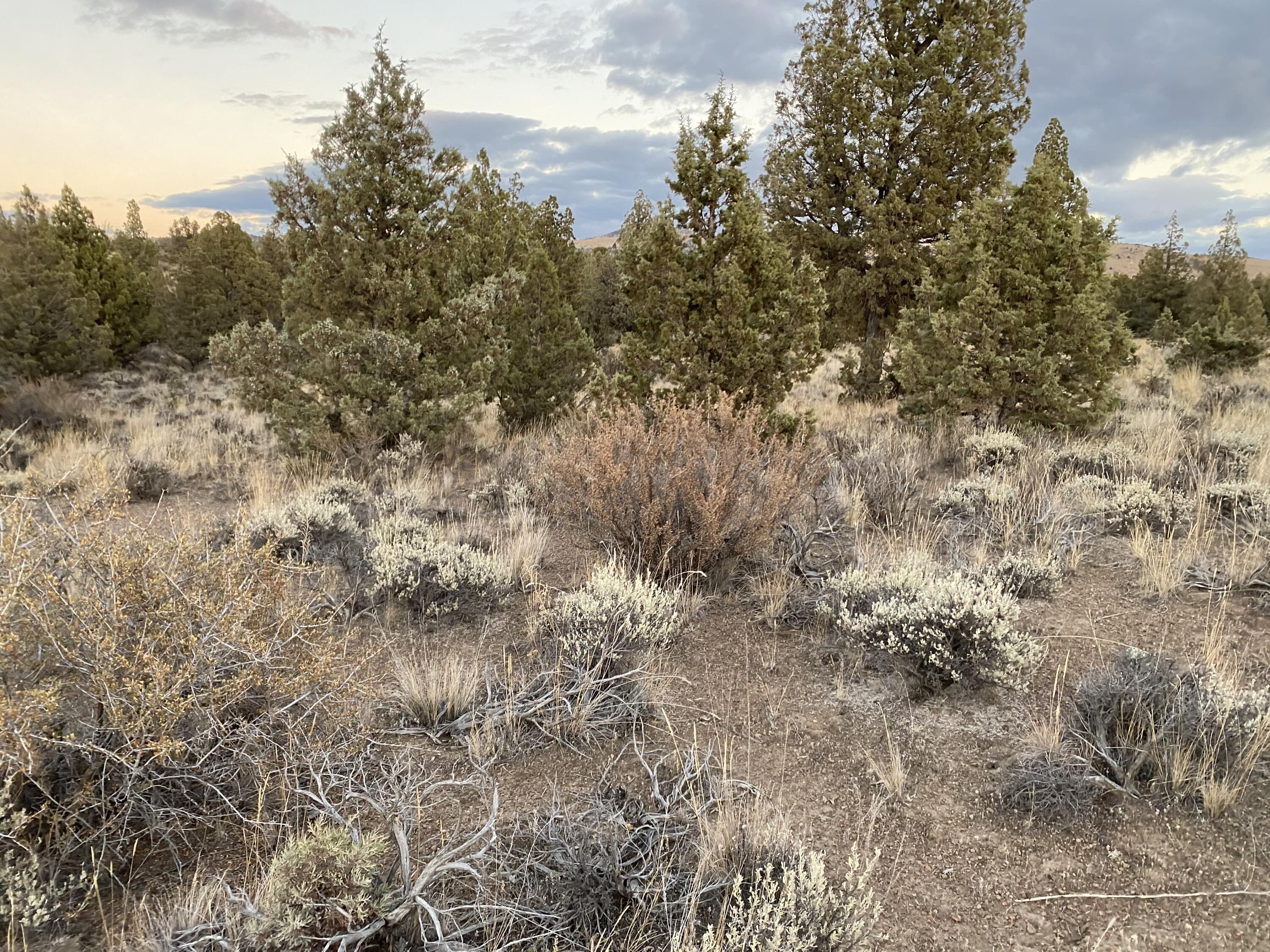 Juniper Acres - Land