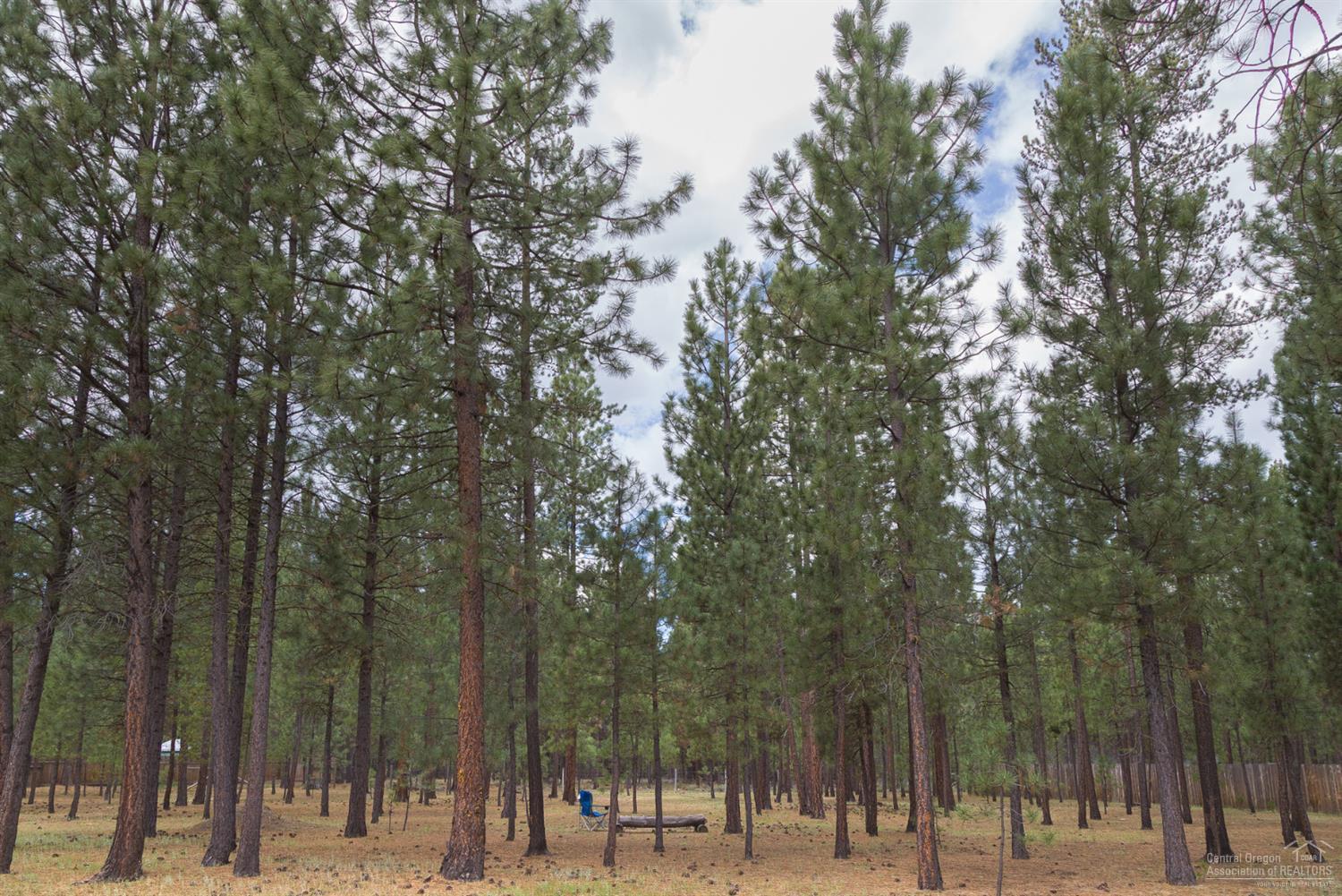 Ponderosa Pines - Residential