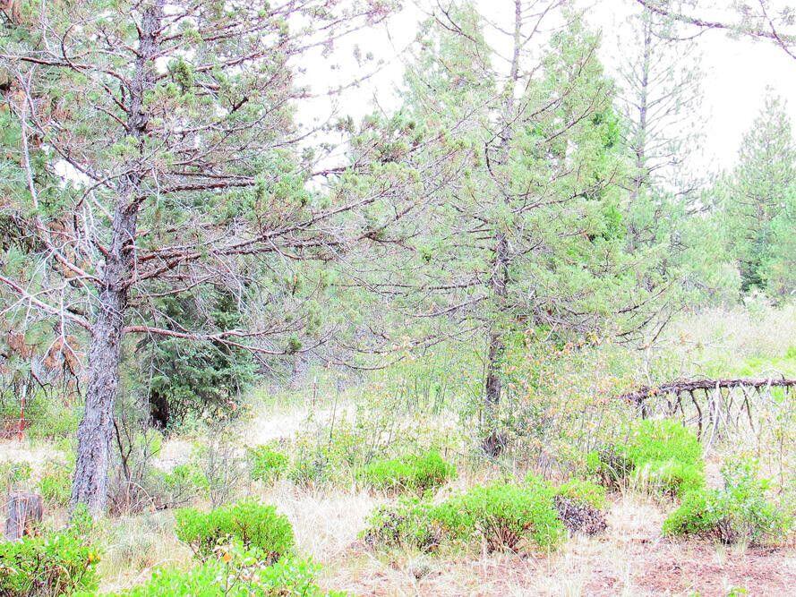 Klamath Forest Estates - Land