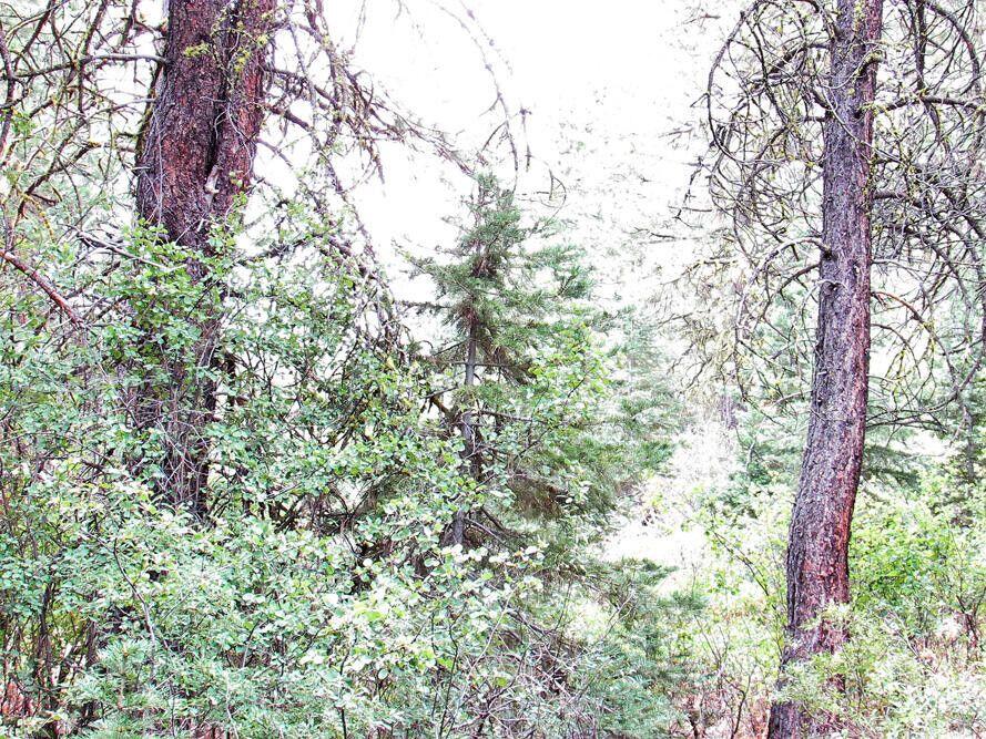 Klamath Forest Estates - Land