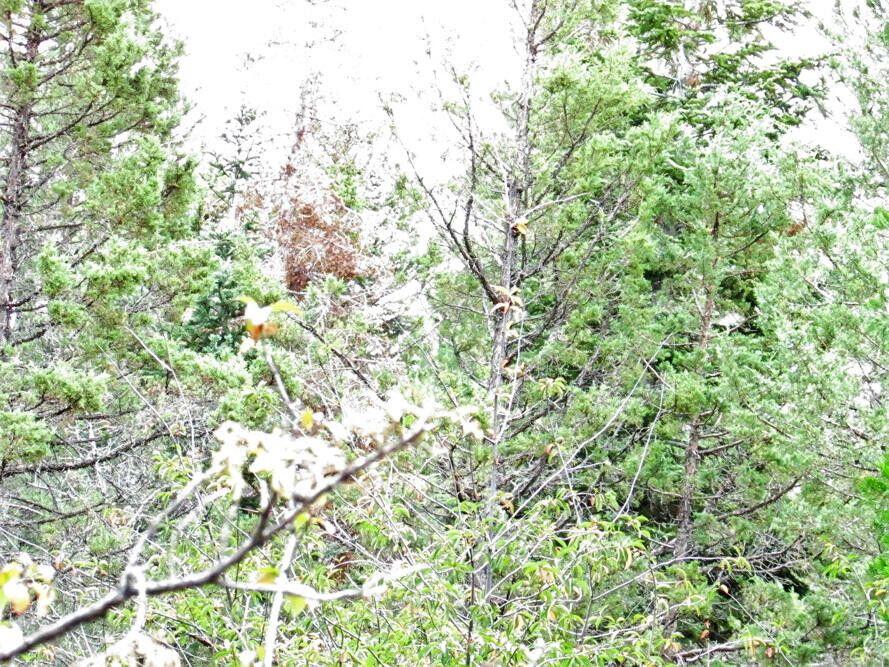 Klamath Forest Estates - Land