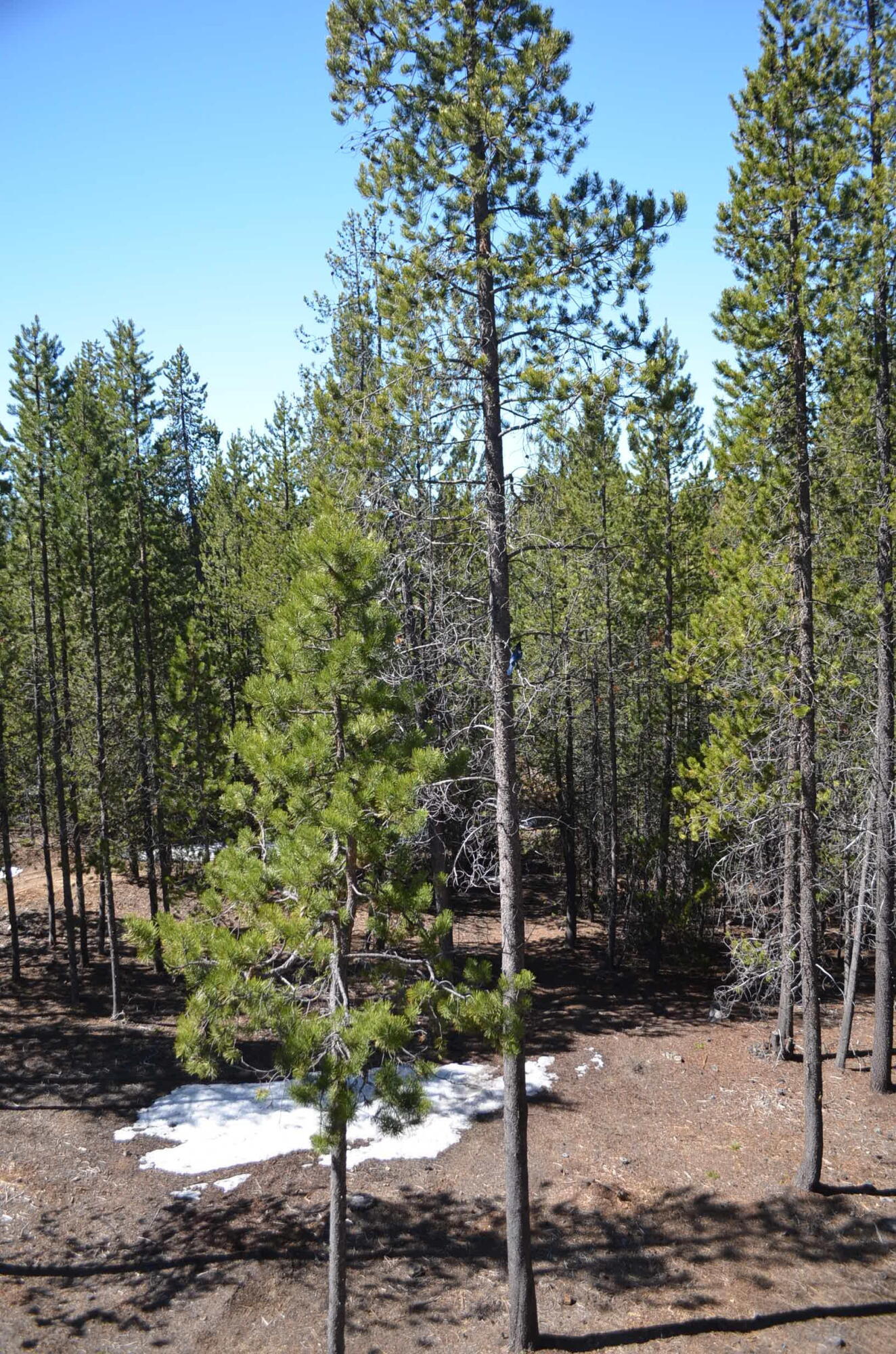 Leisure Woods - Residential