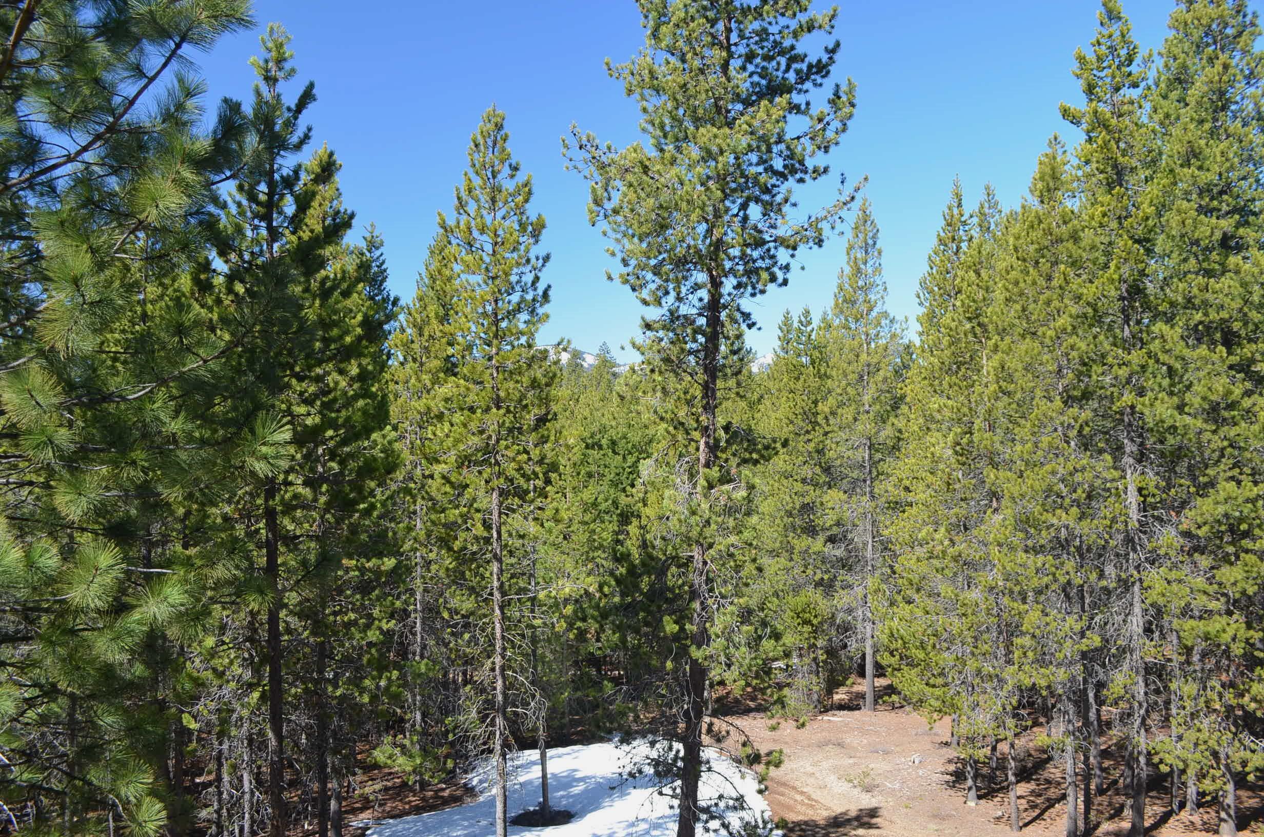 Leisure Woods - Residential