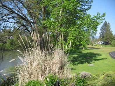 Rogue Lea Estates - Residential