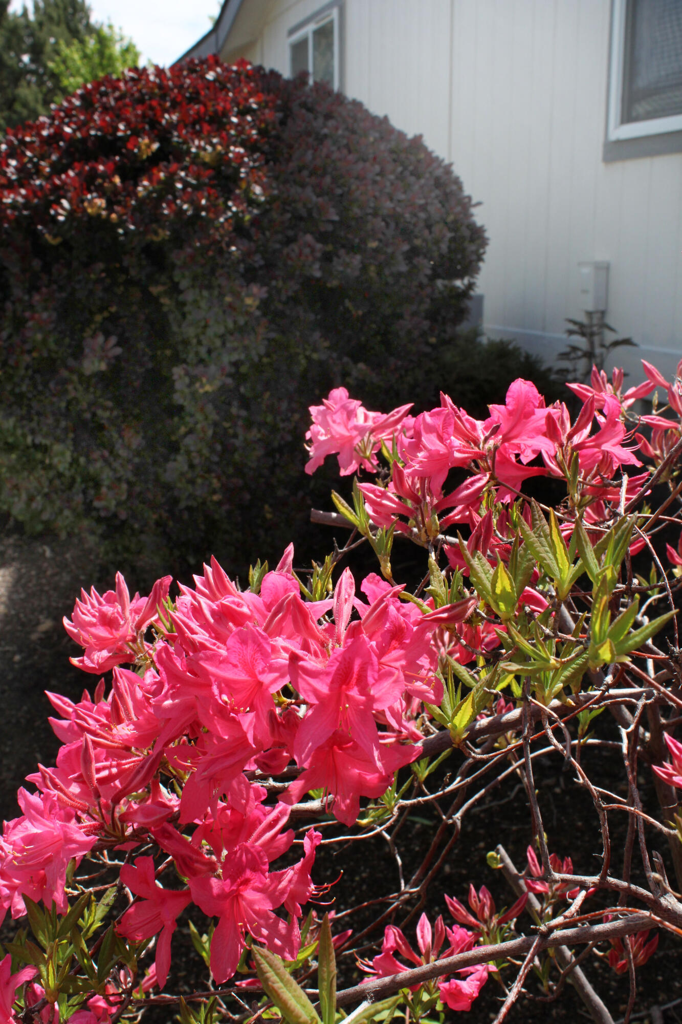 Mtn View Park - Residential