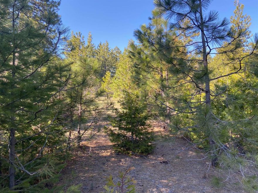 Enjoy the majesty of nature among mature evergreens, open meadows, and wildflowers while being close to Mt. Ashland and only a 10-minute drive to downtown Ashland. This 9-acre parcel of mostly flat to gently rolling land offers incredible possibilities to create your dream home or stunning architecturally designed estate. The Mt. Ashland Ski Road is, by agreement with the State, one of the first to get snow removal after the freeway (because of the ski area), so winter access is rarely an issue. Power is across the road, there is homesite approval, and the driveway is already carved in. This is the last and only building lot left on the lower Ski Road.