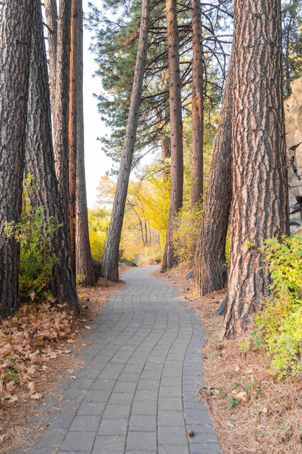 Pioneer Park Condominium - Residential