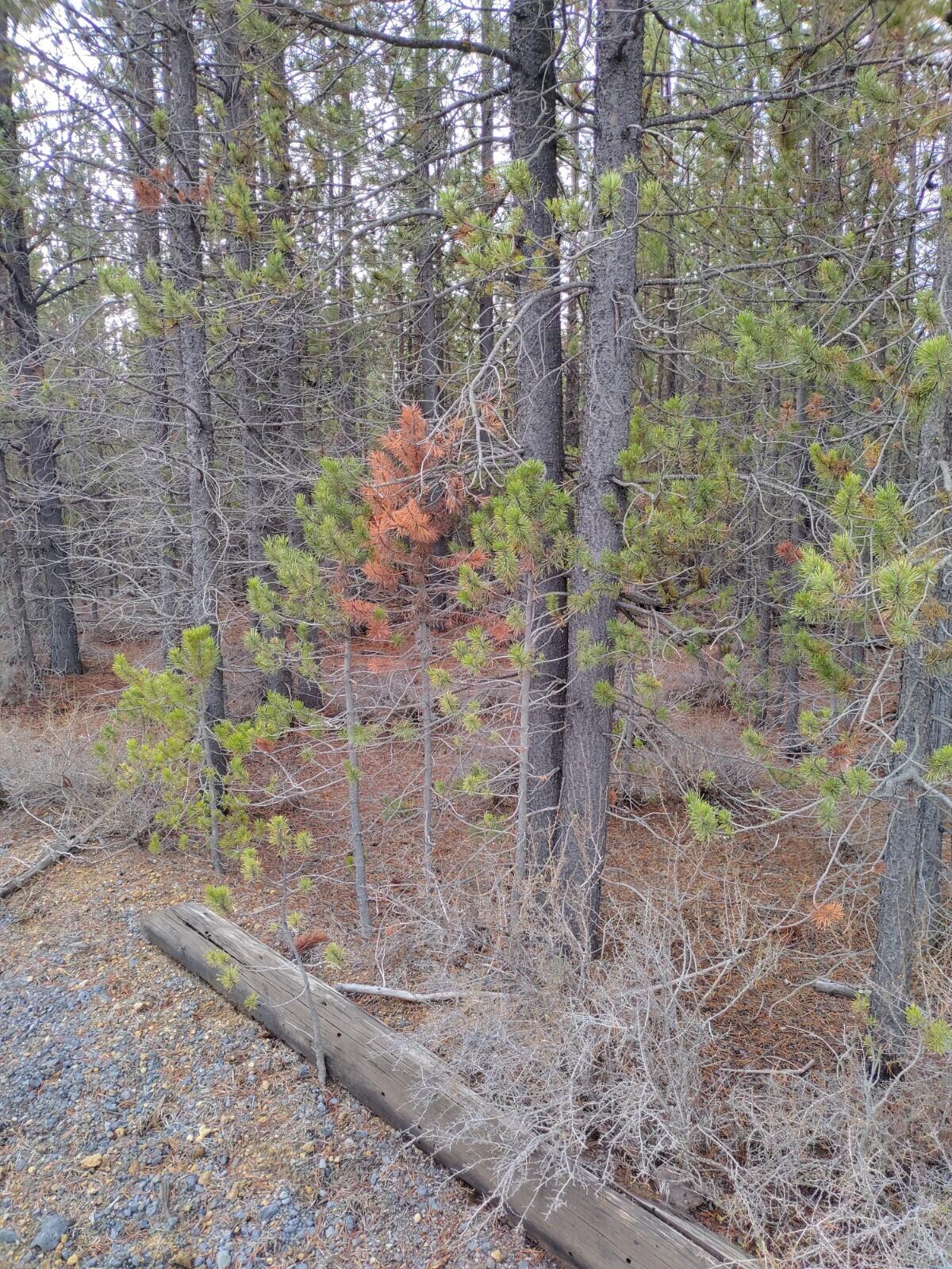 Two Rivers North - Land