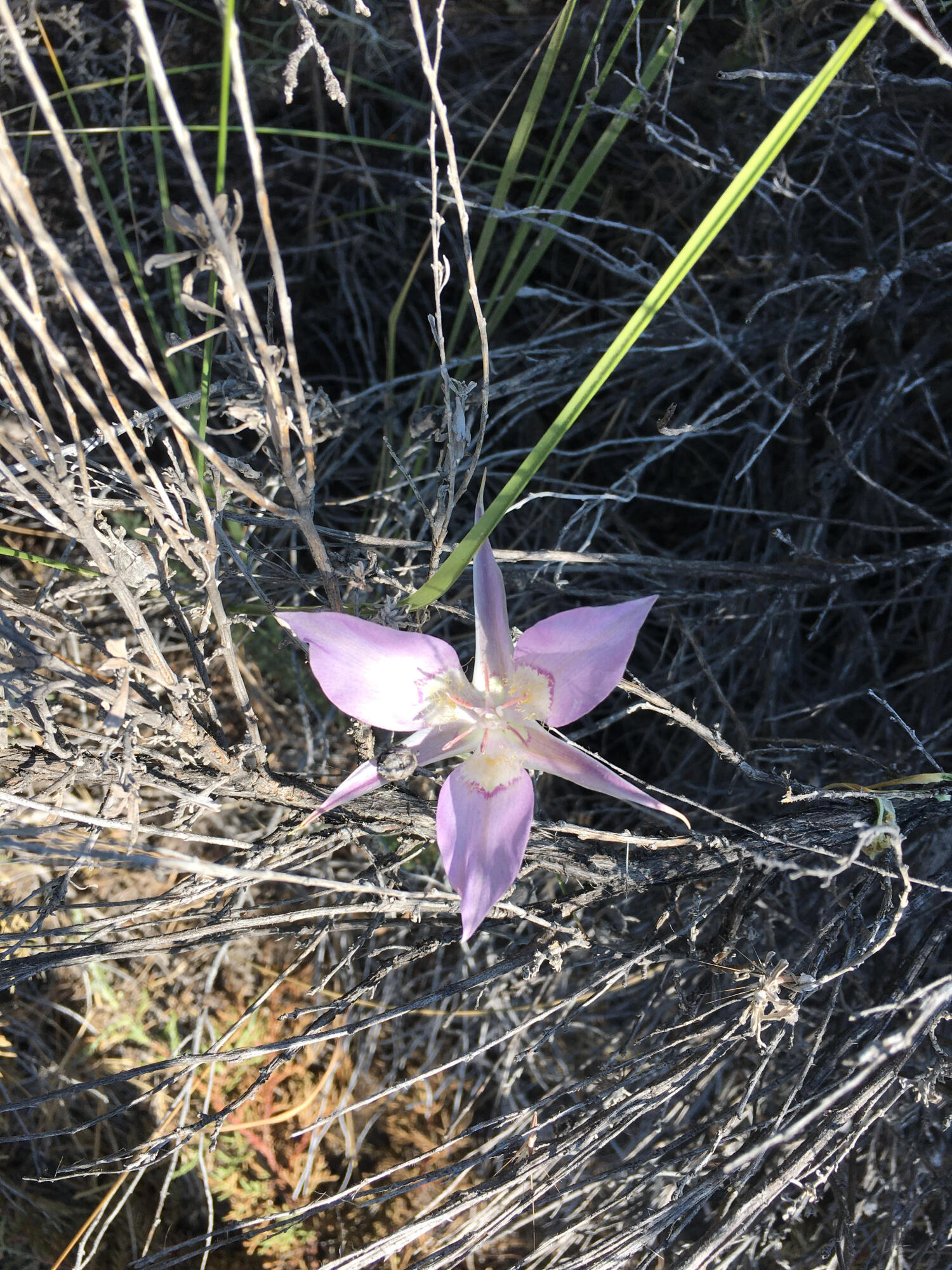 Nimrod River Park - Land