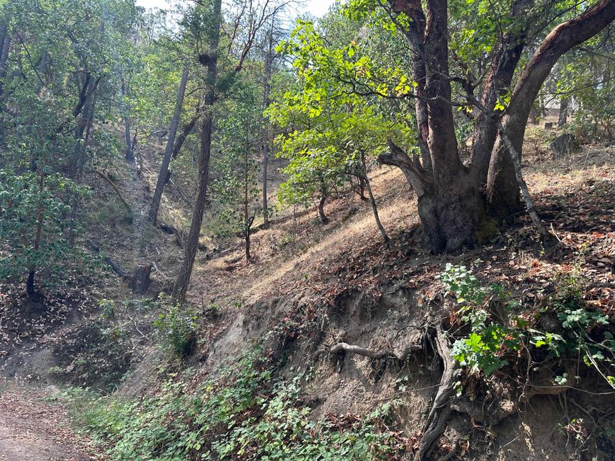 Complete serenity at an incredible price! Don't miss this chance to build on this enchanting, wooded lot ready for your imagination. Surrounded by trees, this undeveloped property offers peace and solitude located just minutes from downtown Ashland, Lithia Park and the Oregon Shakespeare Festival. Buyer to do their due diligence regarding zoning and usage with the City of Ashland.