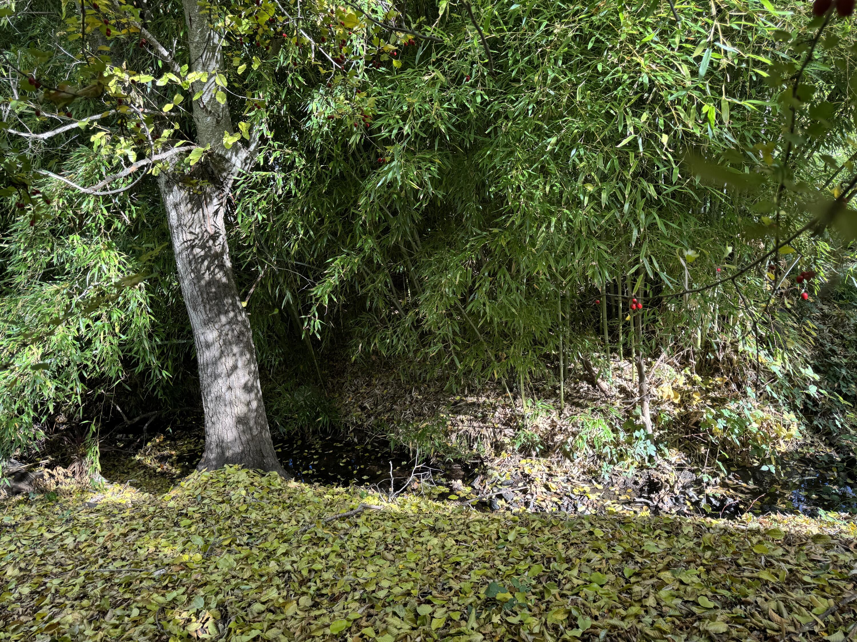 Siskiyou South Subdivision - Residential