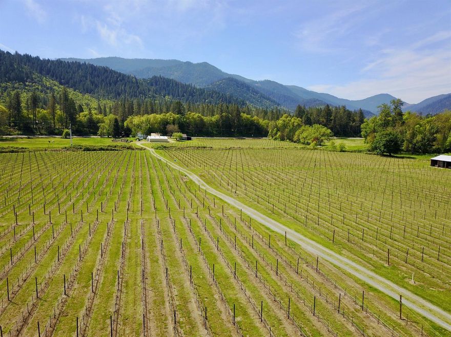 25 acres of Pristine, Irrigated, Riverfront Land & Vineyard located in the Heart of the Applegate Valley Wine Trail. Tirosh Vineyard consists of a 15 acre variety of Pinot Noir & Gris with an existing fruit sale contract through 2018. Well maintained 1903 farm house and manicured yard overlooks the vineyard with Southerly exposure. Multiple outbuildings include: 36x48 equipment storage barn, 36x32 barn w/ roll up doors and RV parking, 16x24 barn for additional storage and a detached 1 car garage/shop. Recently installed commercial septic & drain field. This property is nestled on the Applegate River frontage with Hwy 238 exposure. First class irrigation system and vine structure & fully irrigated w/ Applegate River rights. 2 automatic propane driven frost protection fans installed 3 years ago. Opportunity awaits your own vineyard, events venue and more! Owner carry terms may be available. All information is deemed reliable, but not guaranteed.