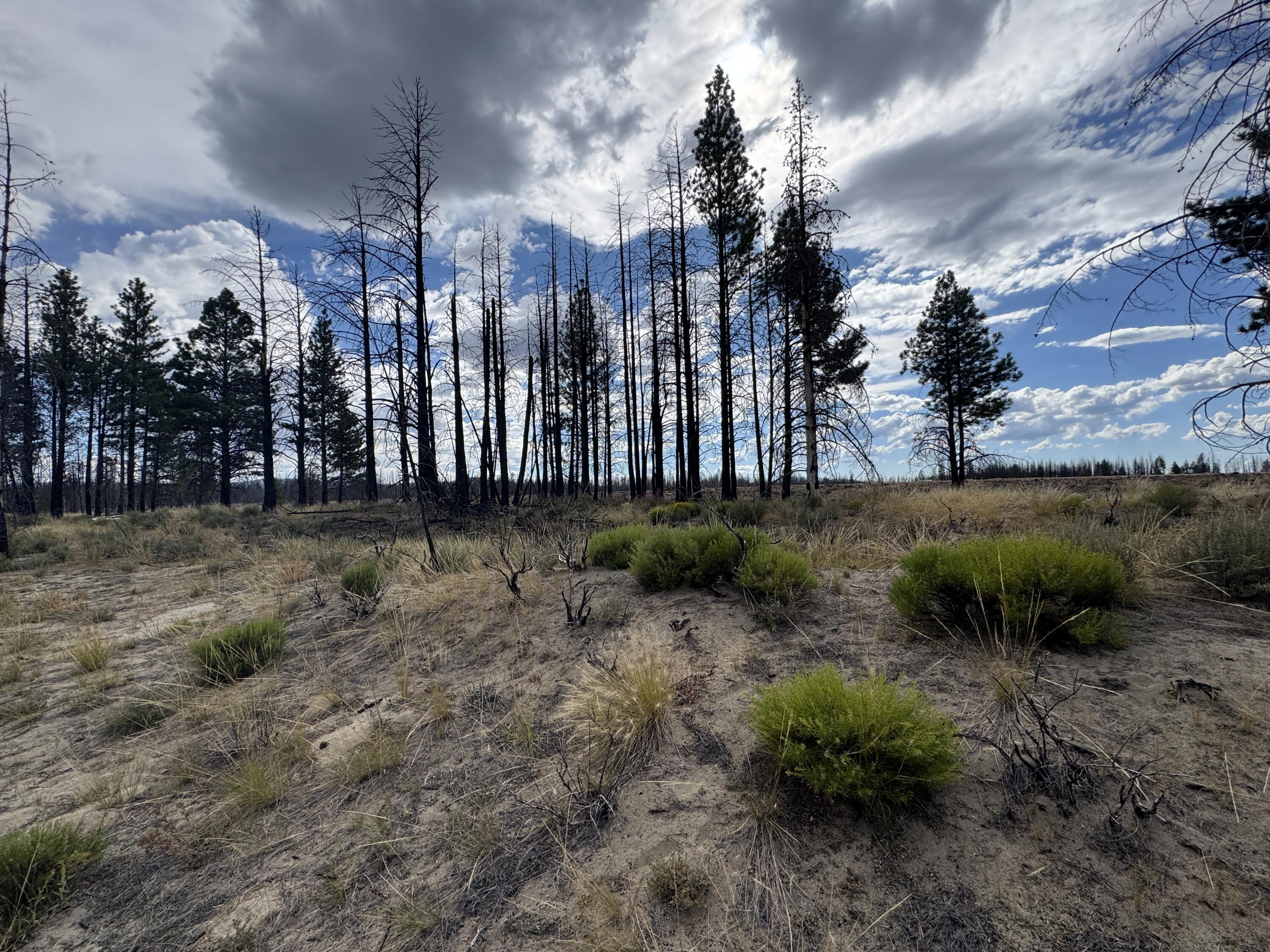 Klamath Falls Forest Estates -Sycan Unit - Land