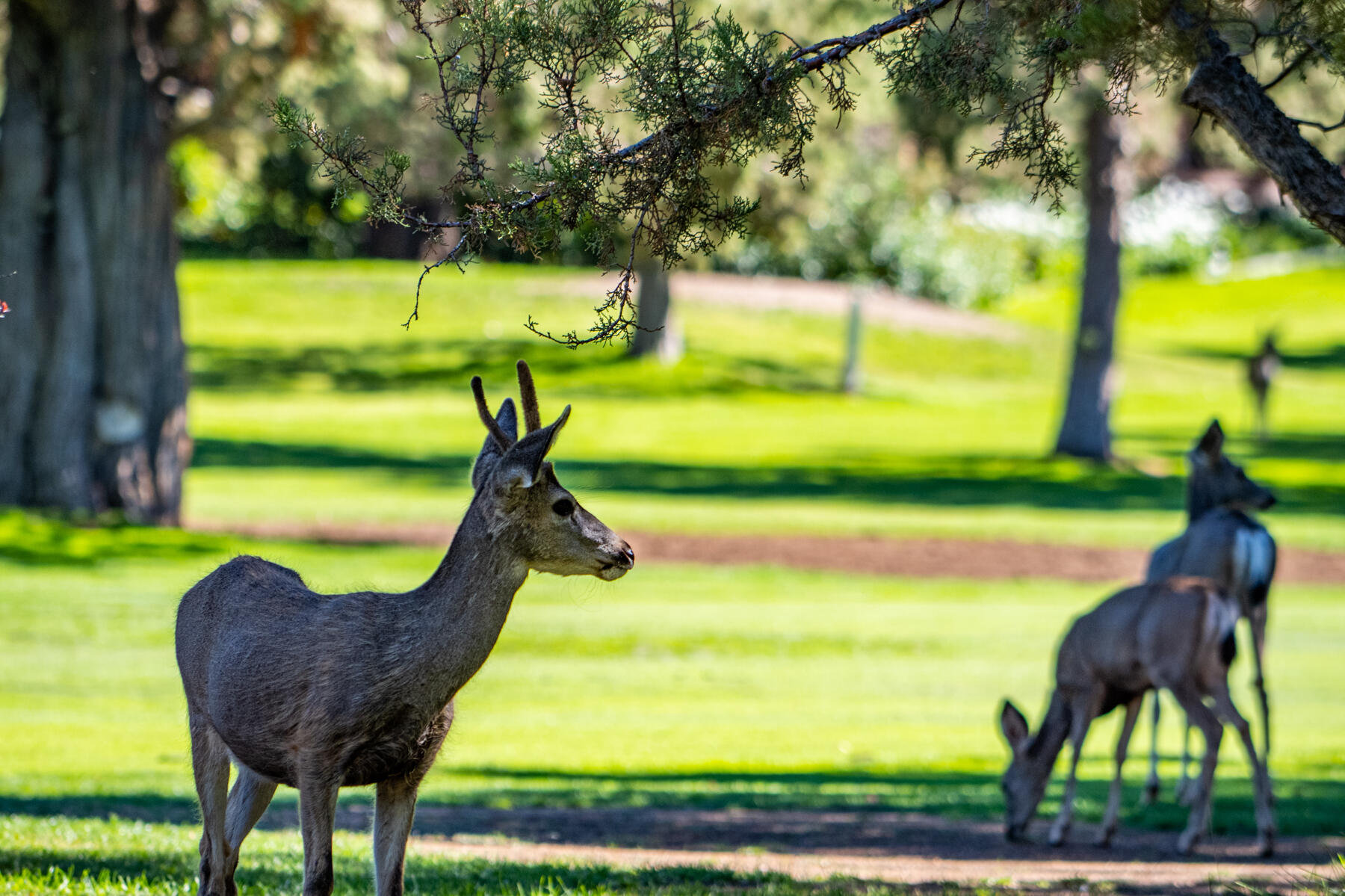 Eagle Crest - Residential