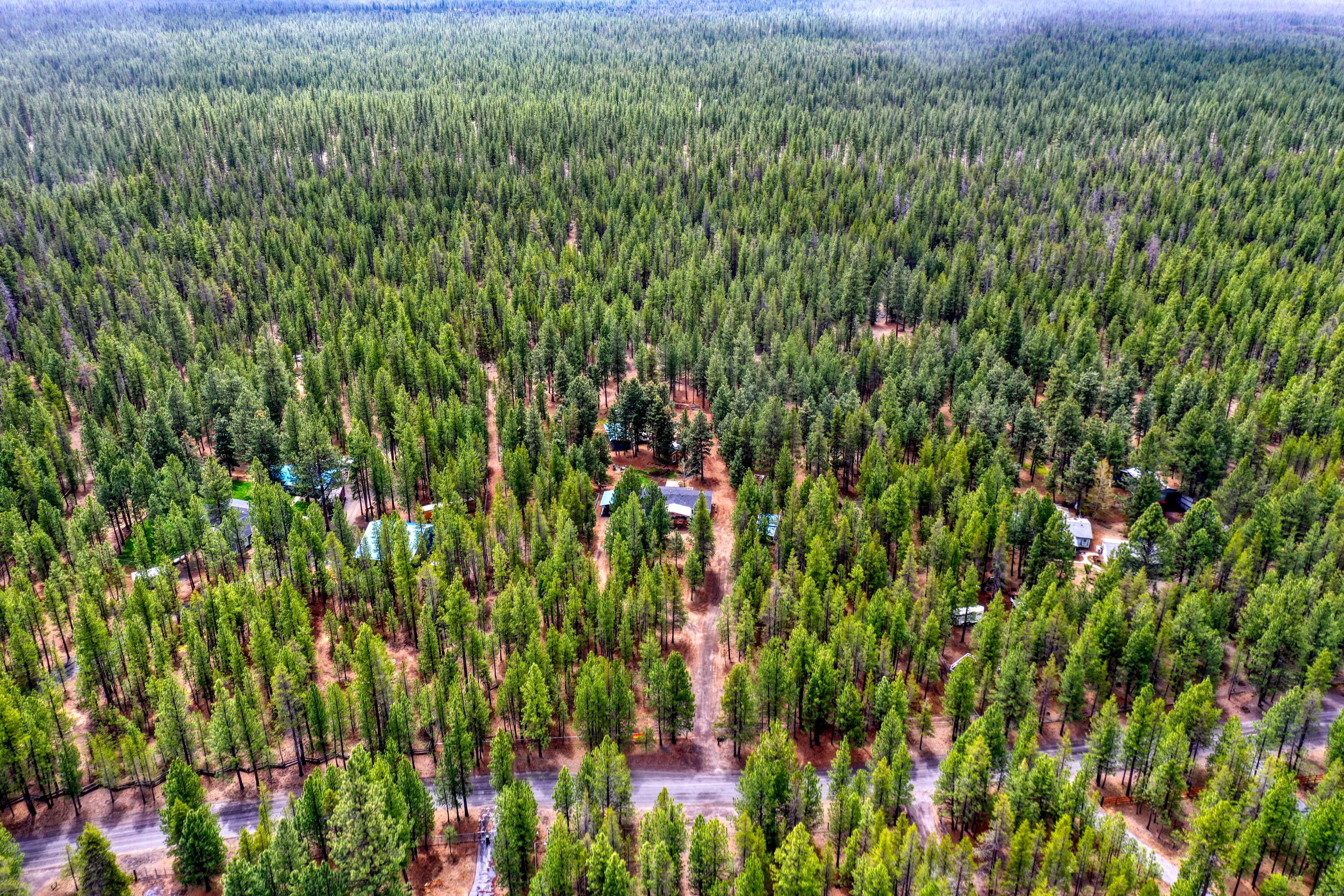 Ponderosa Pines - Residential