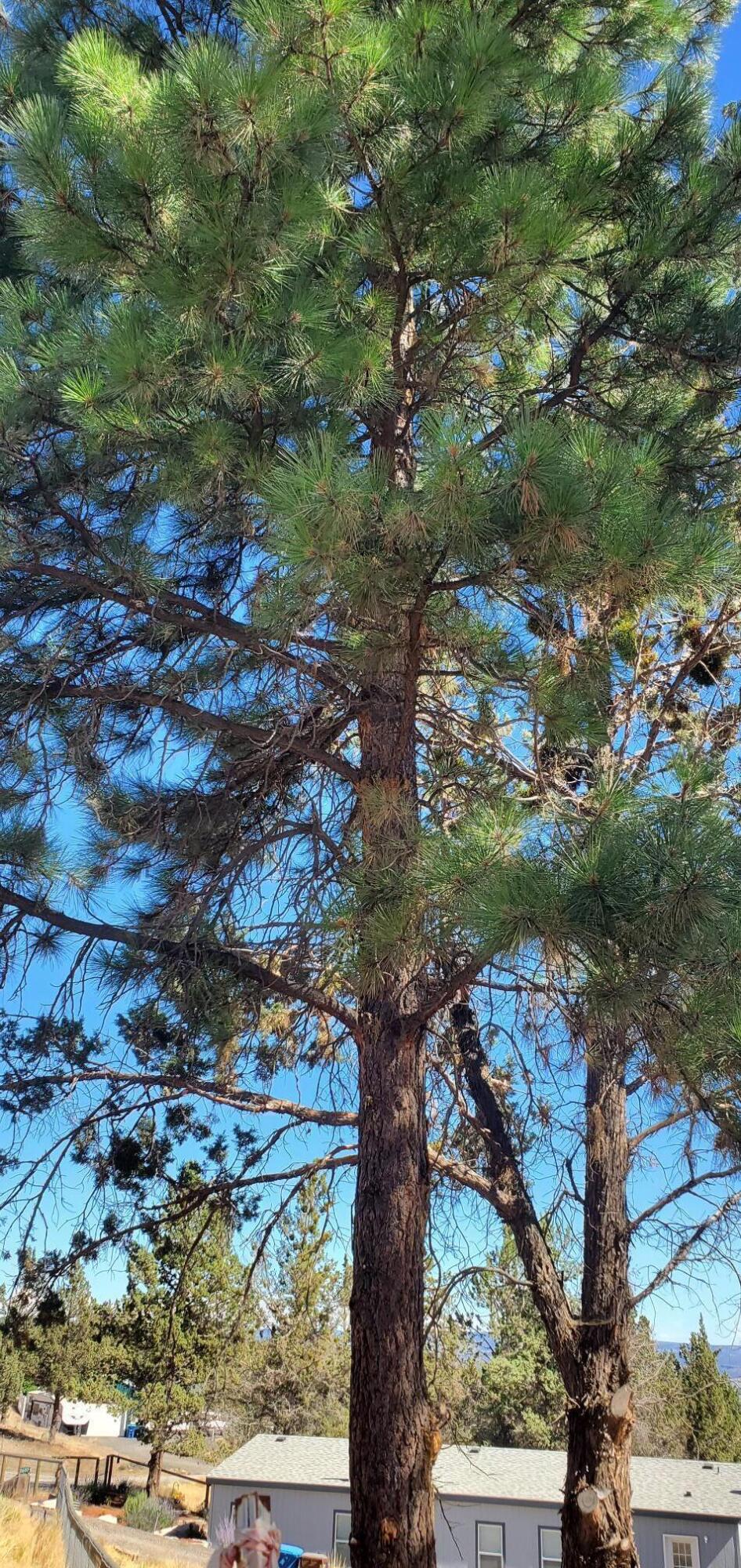 Golden Horseshoe - Land