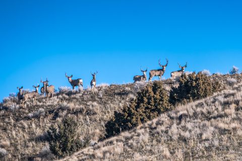 Tiny photo for 311 NE 7th Street, John Day, OR 97845 (MLS # 220214711)