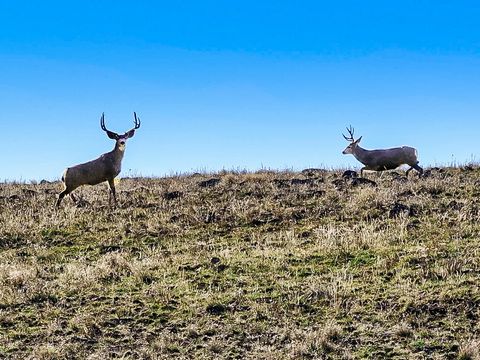 Tiny photo for 311 NE 7th Street, John Day, OR 97845 (MLS # 220214711)