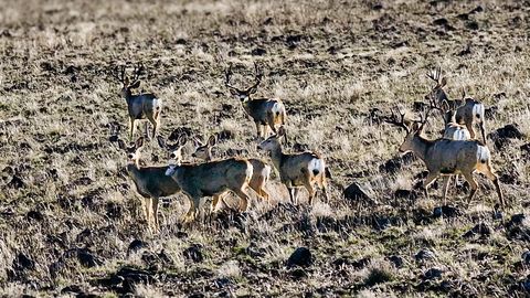 Tiny photo for 311 NE 7th Street, John Day, OR 97845 (MLS # 220214711)