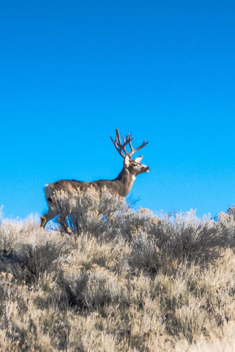 Tiny photo for 311 NE 7th Street, John Day, OR 97845 (MLS # 220214711)