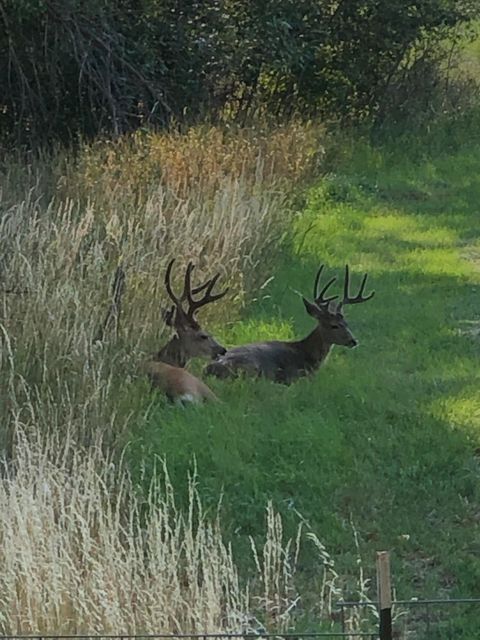 Tiny photo for 311 NE 7th Street, John Day, OR 97845 (MLS # 220214711)