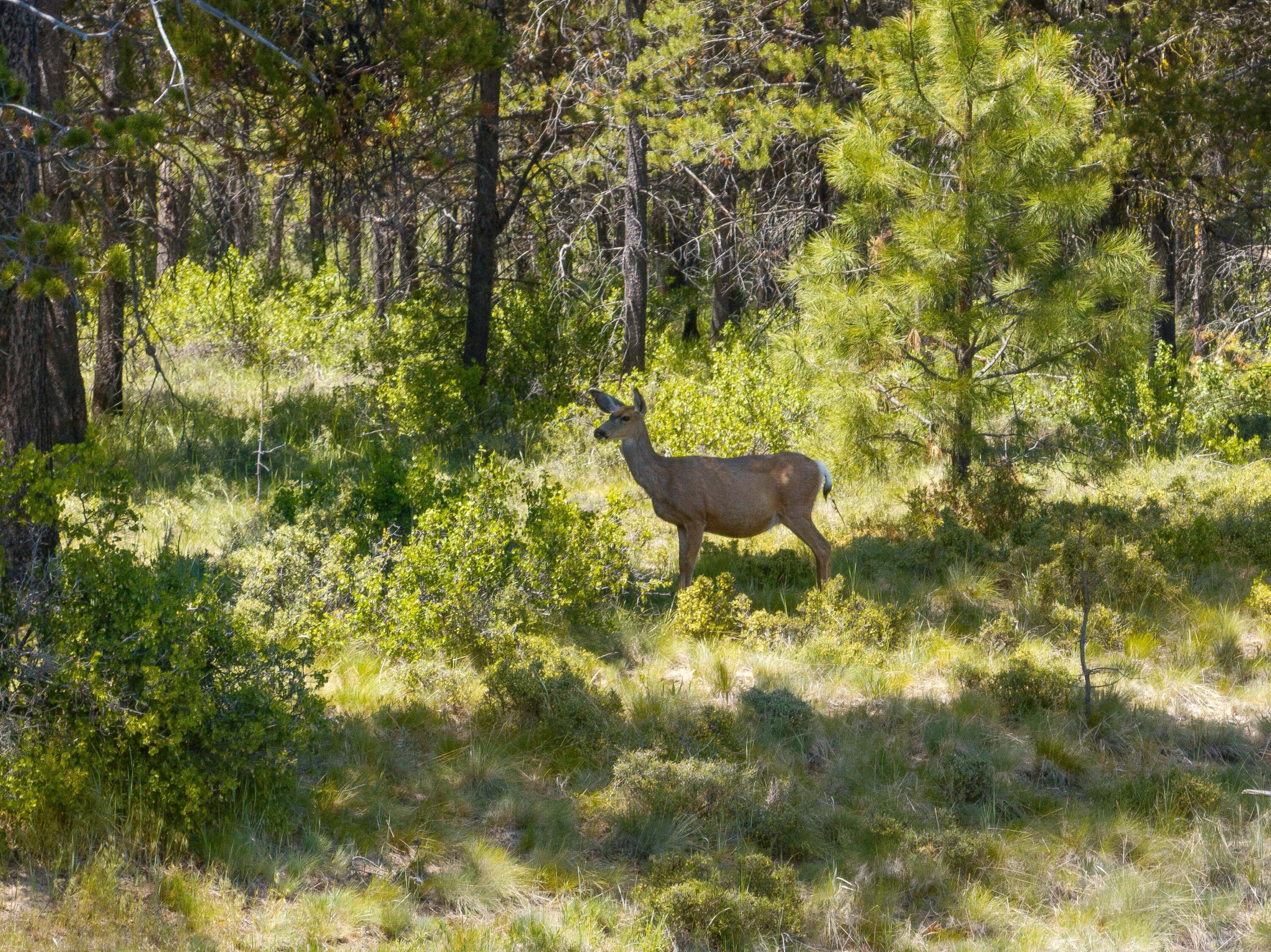 Vandevert Ranch - Land