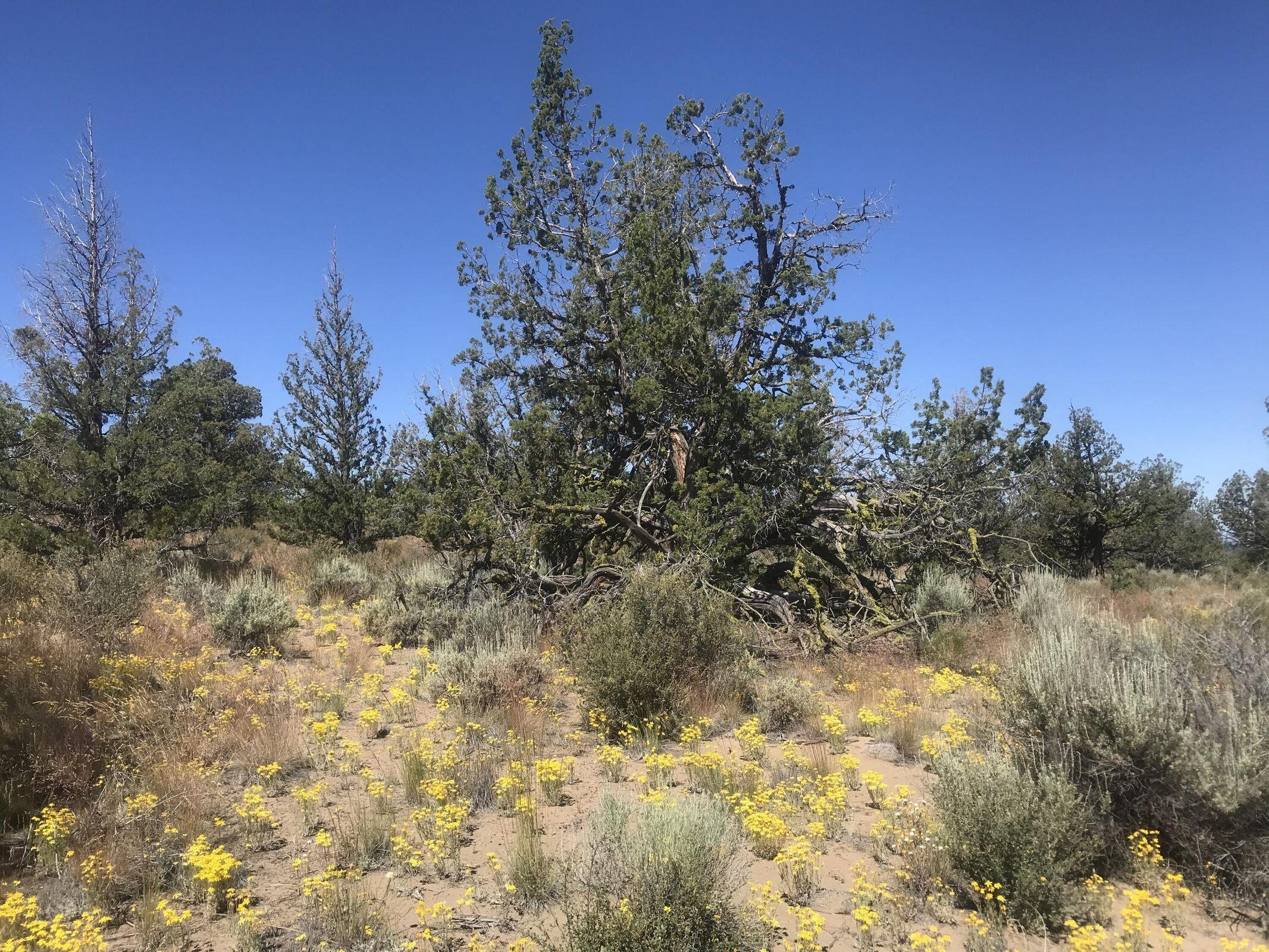 Juniper Acres - Land