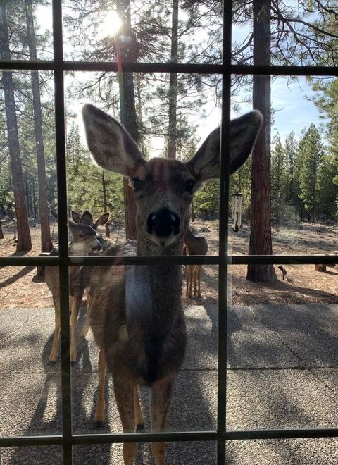 Tiny photo for 153526 Twilla Court, La Pine, OR 97739 (MLS # 220220483)