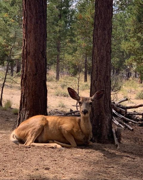 Tiny photo for 153526 Twilla Court, La Pine, OR 97739 (MLS # 220220483)