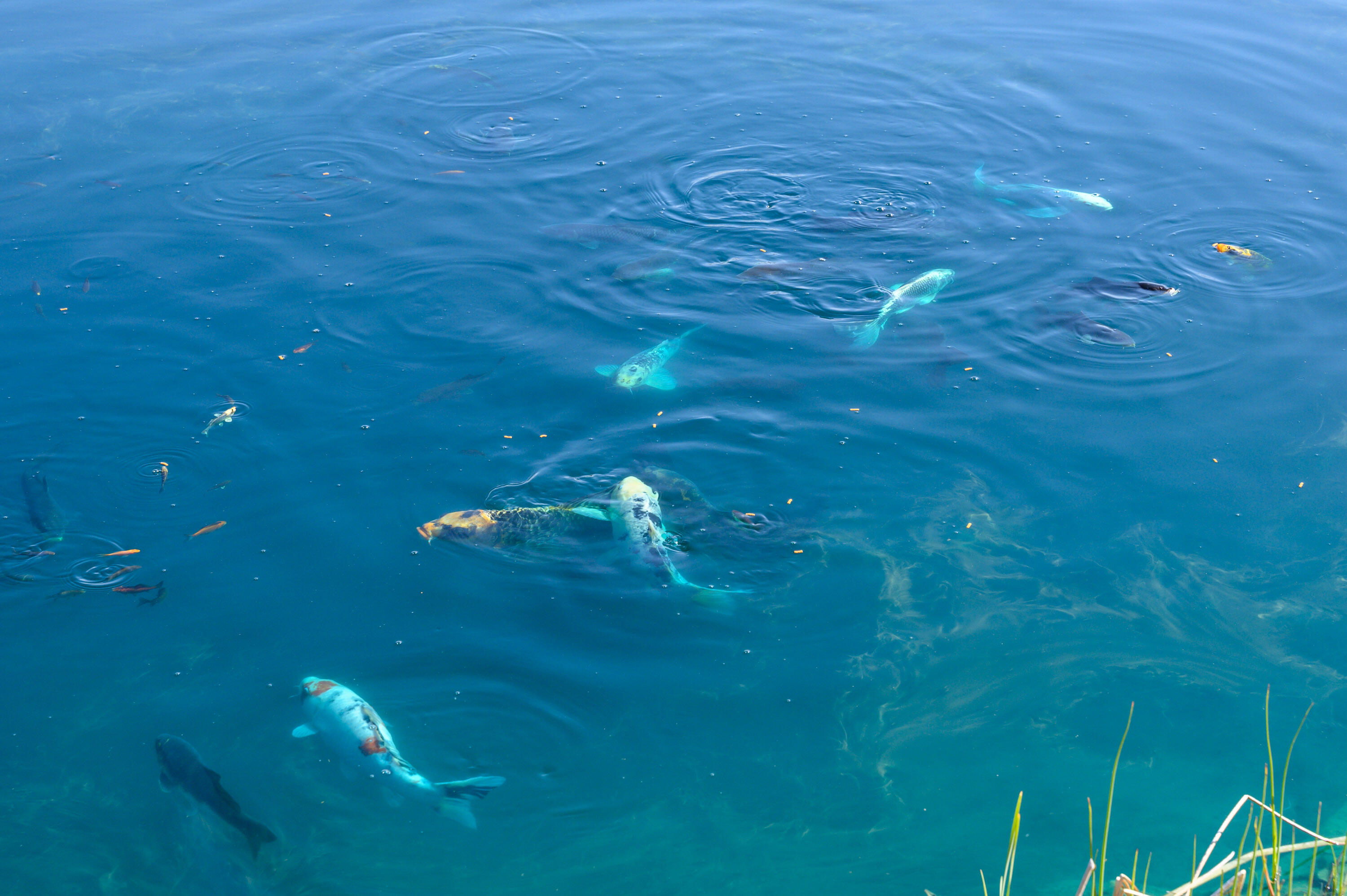 West Powell Butte Es - Residential