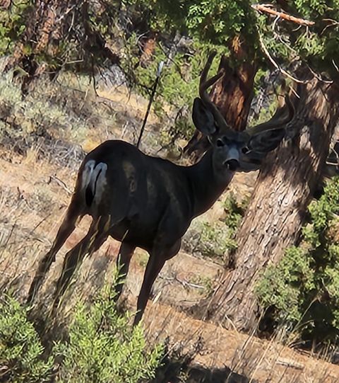 Tiny photo for 69592 Lake Drive, Sisters, OR 97759 (MLS # 220217168)