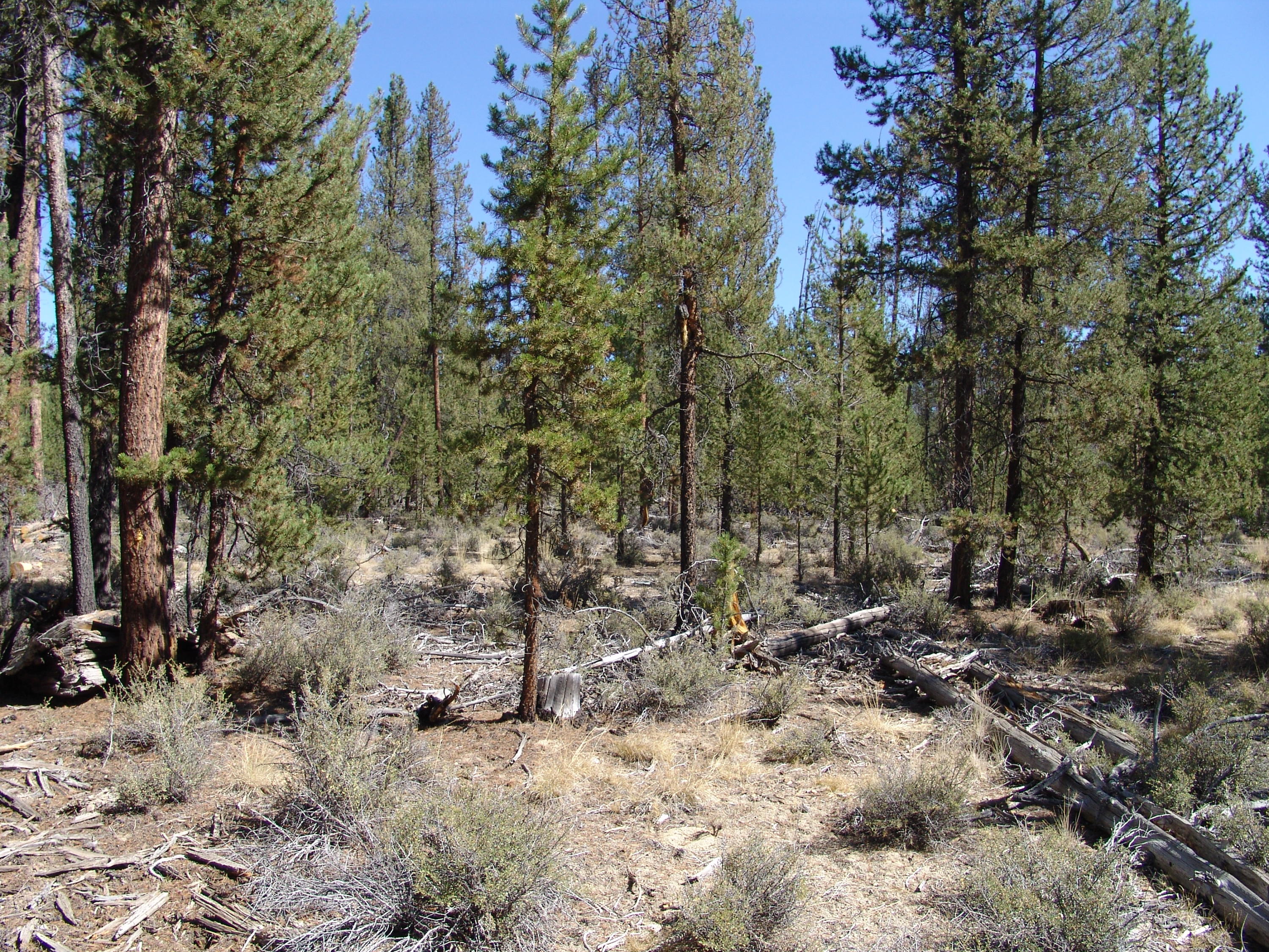 Sun Forest Estates - Land