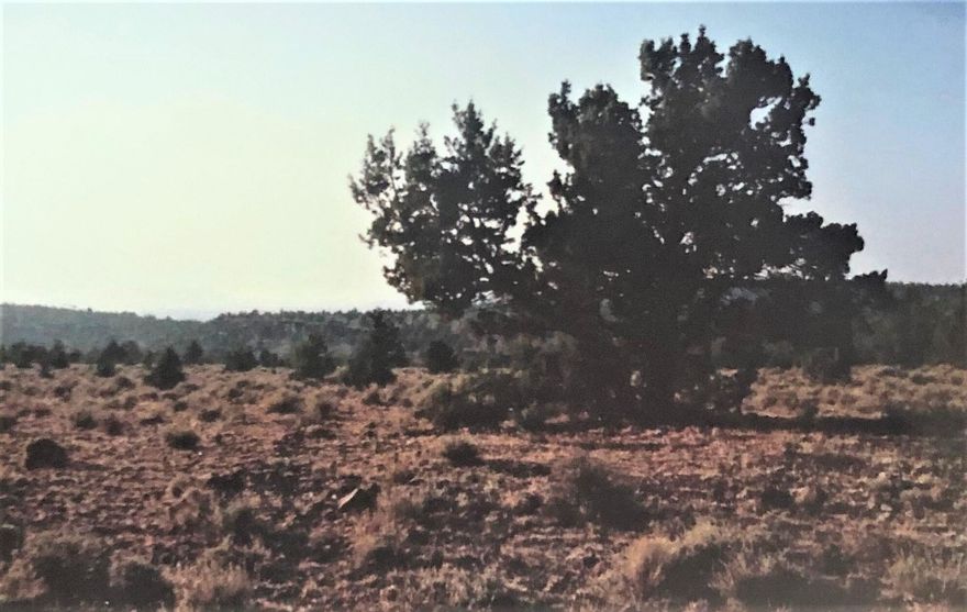 This nicely treed 1.86 acre lot off the grid would make an excellent get-away place . It is very close to public lands and Prineville Reservoir. If you like to have peace and quiet this is your opportunity to own almost two acres of beautiful eastern Oregon country. Go check it out there is no sign. Please buyers and buyers agents do your own due diligence I listing agent have no information on what can be built on it.