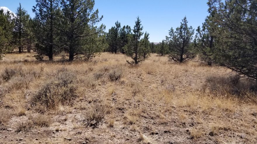 5 rural acres.  Bring your horses or toys and ride for miles.  State lands near.  No CC&R's or HOA. Nice parcel, just waiting for your new home, shop, animals or toys.
