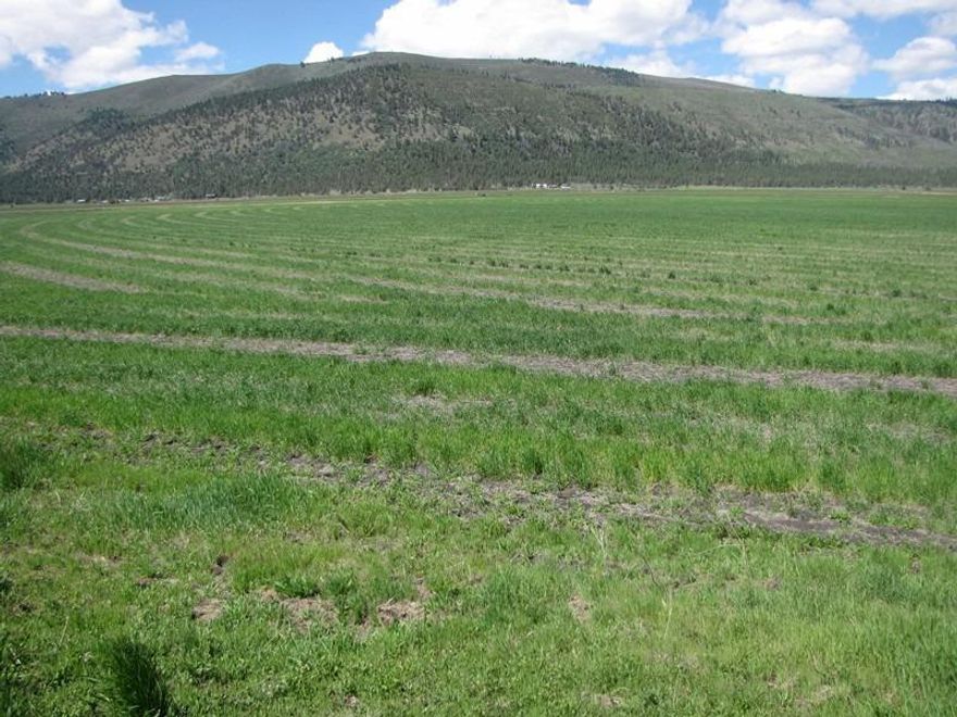 Quality pasture and hay ranch, 338.18 acres all irrigated from district water and 1500 GMP artesian ag well. Includes pivot capable of covering 160 acres with the balance in flood irrigation. Excellent summer pasture for cow-calf pairs or yearlings. Located in Bonanza/Langell Valley area of Southern Oregon. Good access with over 1 mile of river frontage.