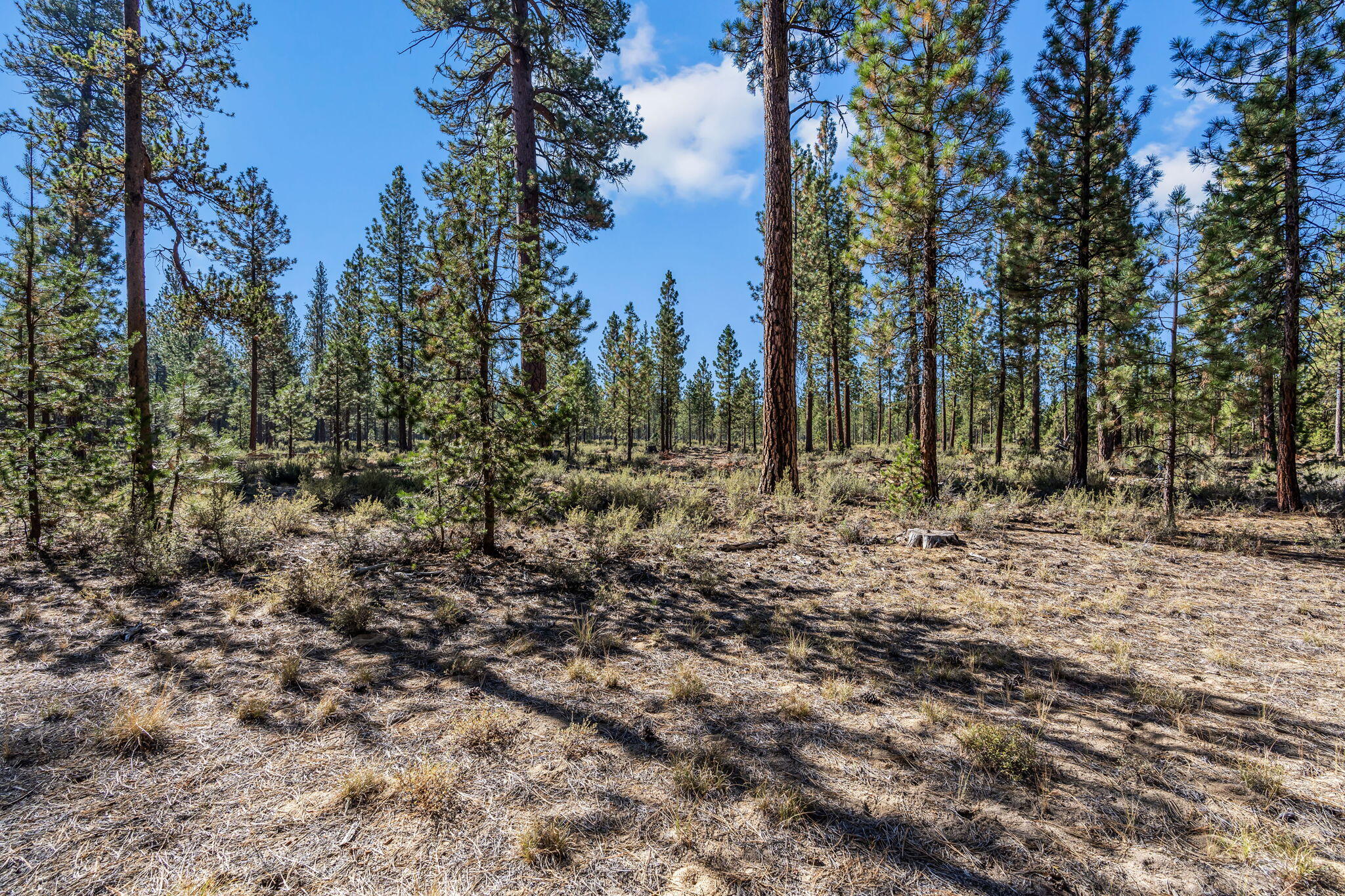 Ponderosa Pines - Residential