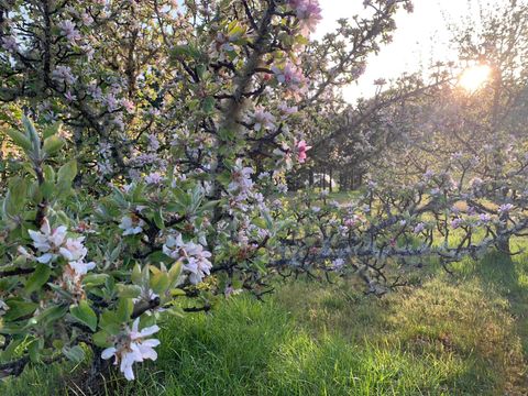 Tiny photo for 282 Reagor Lane, Cave Junction, OR 97523 (MLS # 220215397)