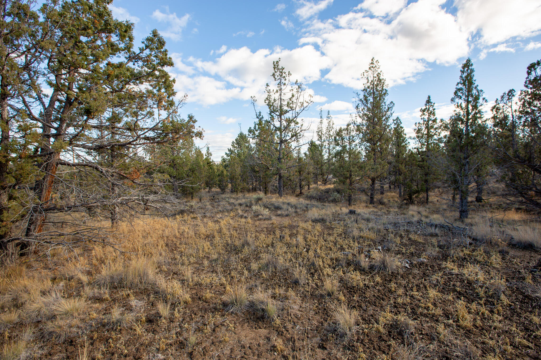 Longhorn Ridge - Land