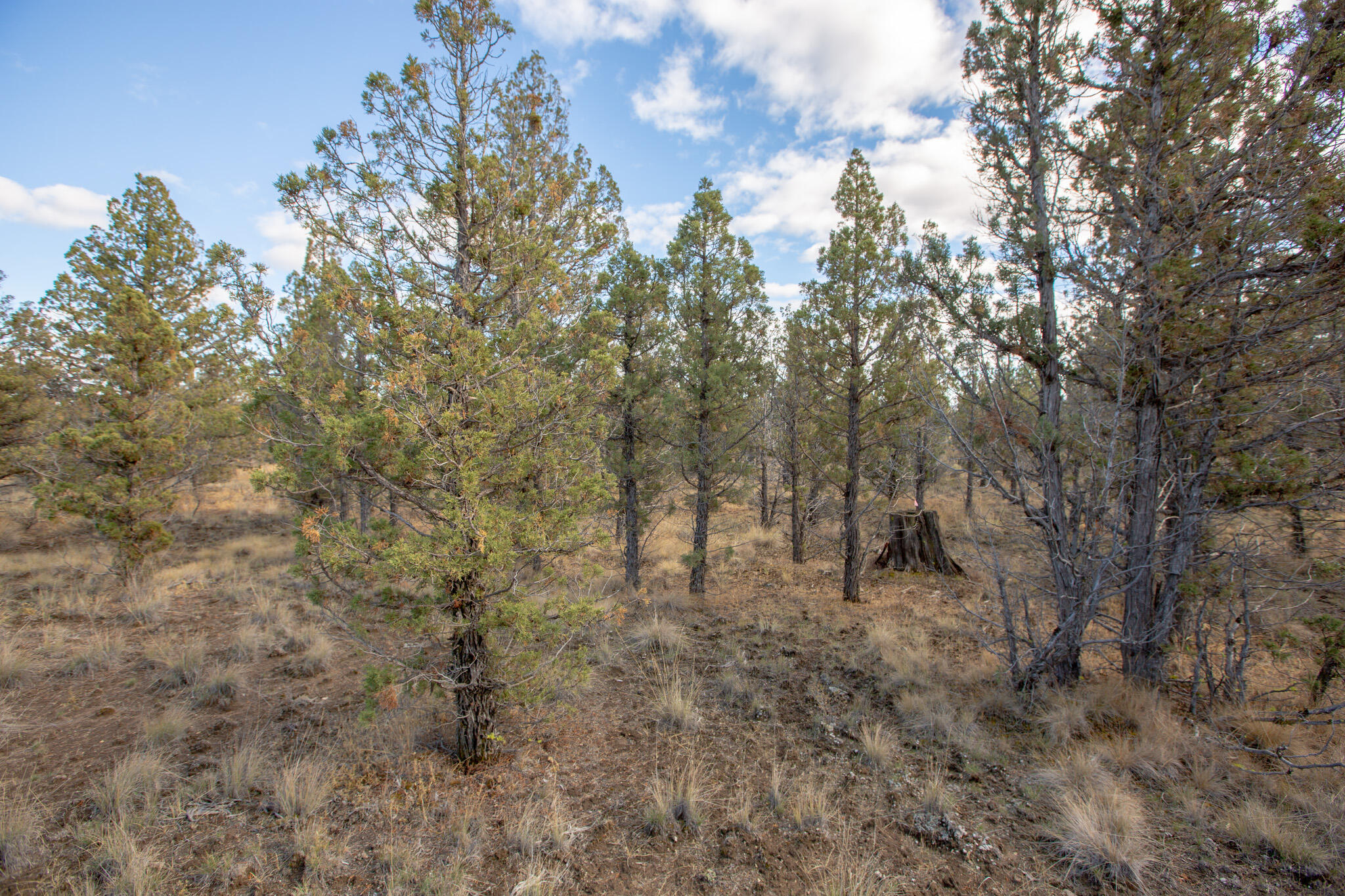 Longhorn Ridge - Land