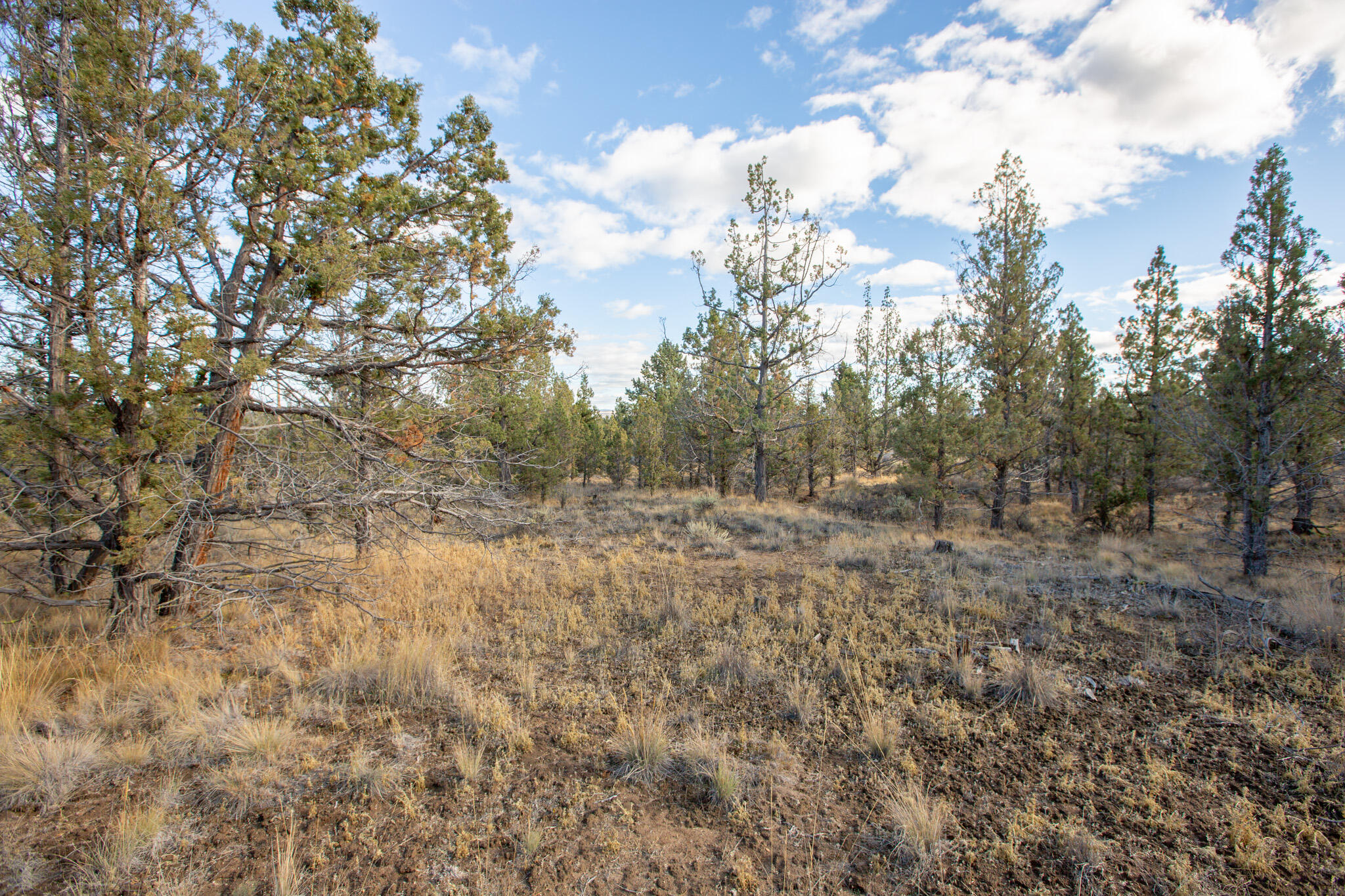 Longhorn Ridge - Land