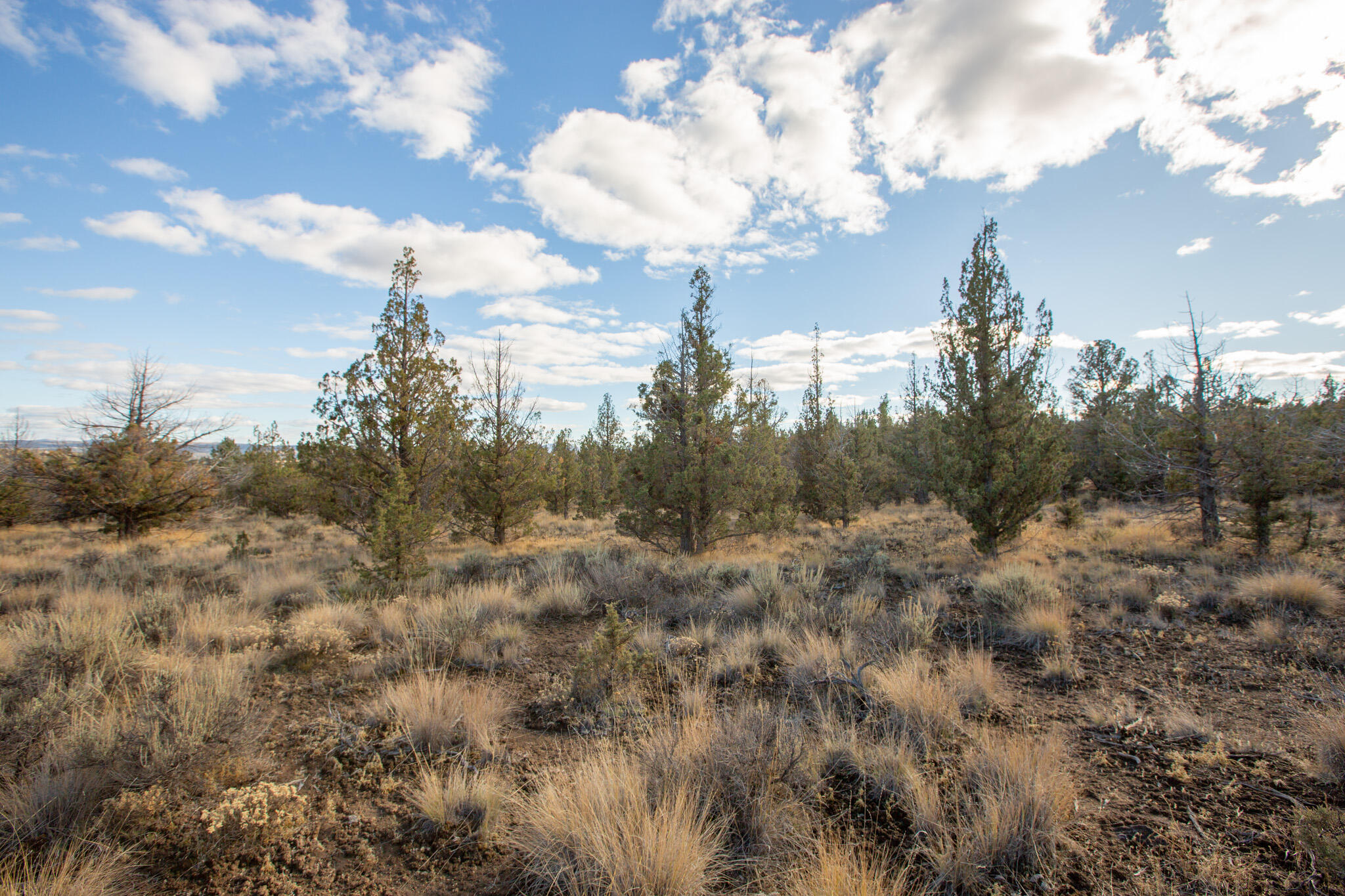 Longhorn Ridge - Land