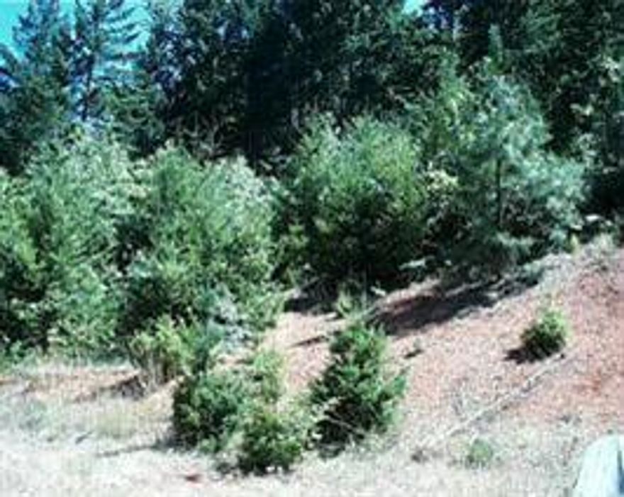 Beautiful Secluded Wooded Prop Close To Robertson Br. Logged In The Past But W/Lots Of Good Trees Remaining + Good Regrowth. Mfg Home Not Livable But Left In Place To Preserve Bldg Site. No Drive-bys, Please Sold as Is.