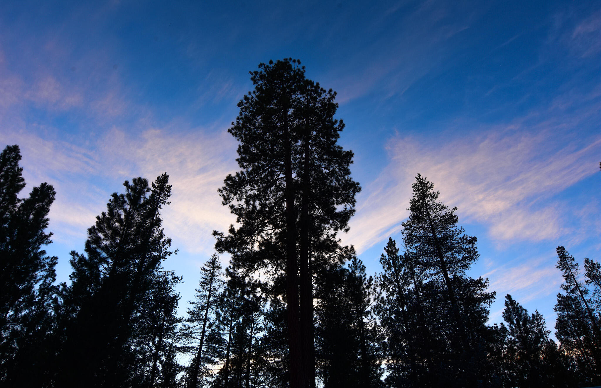 Ponderosa Pines - Residential