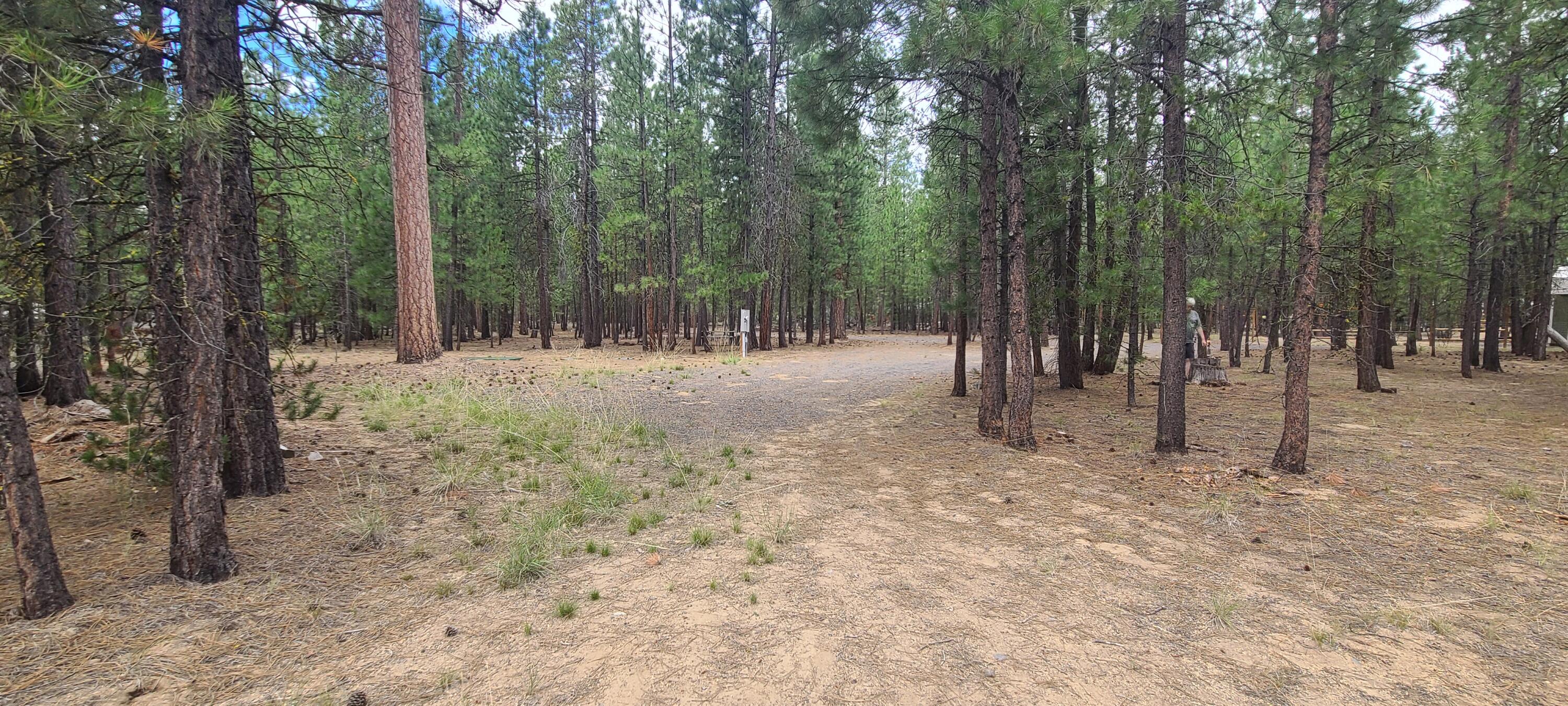 Ponderosa Pines - Land
